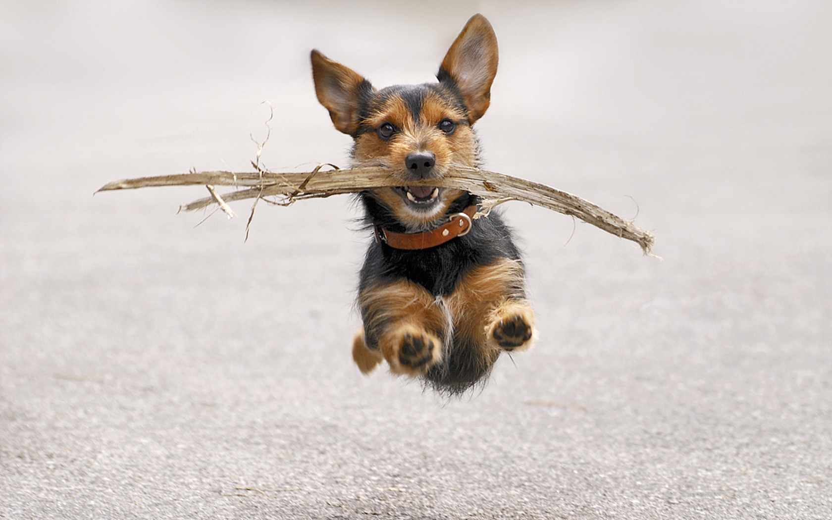 Handy-Wallpaper Tiere, Hunde, Hund kostenlos herunterladen.