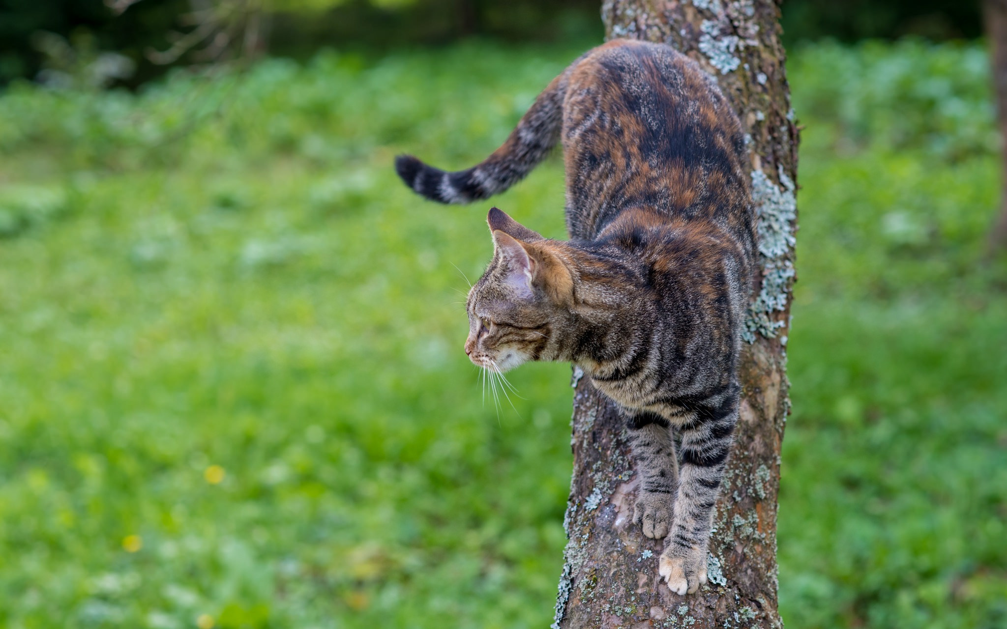 Handy-Wallpaper Tiere, Katzen, Katze, Tiefenschärfe kostenlos herunterladen.