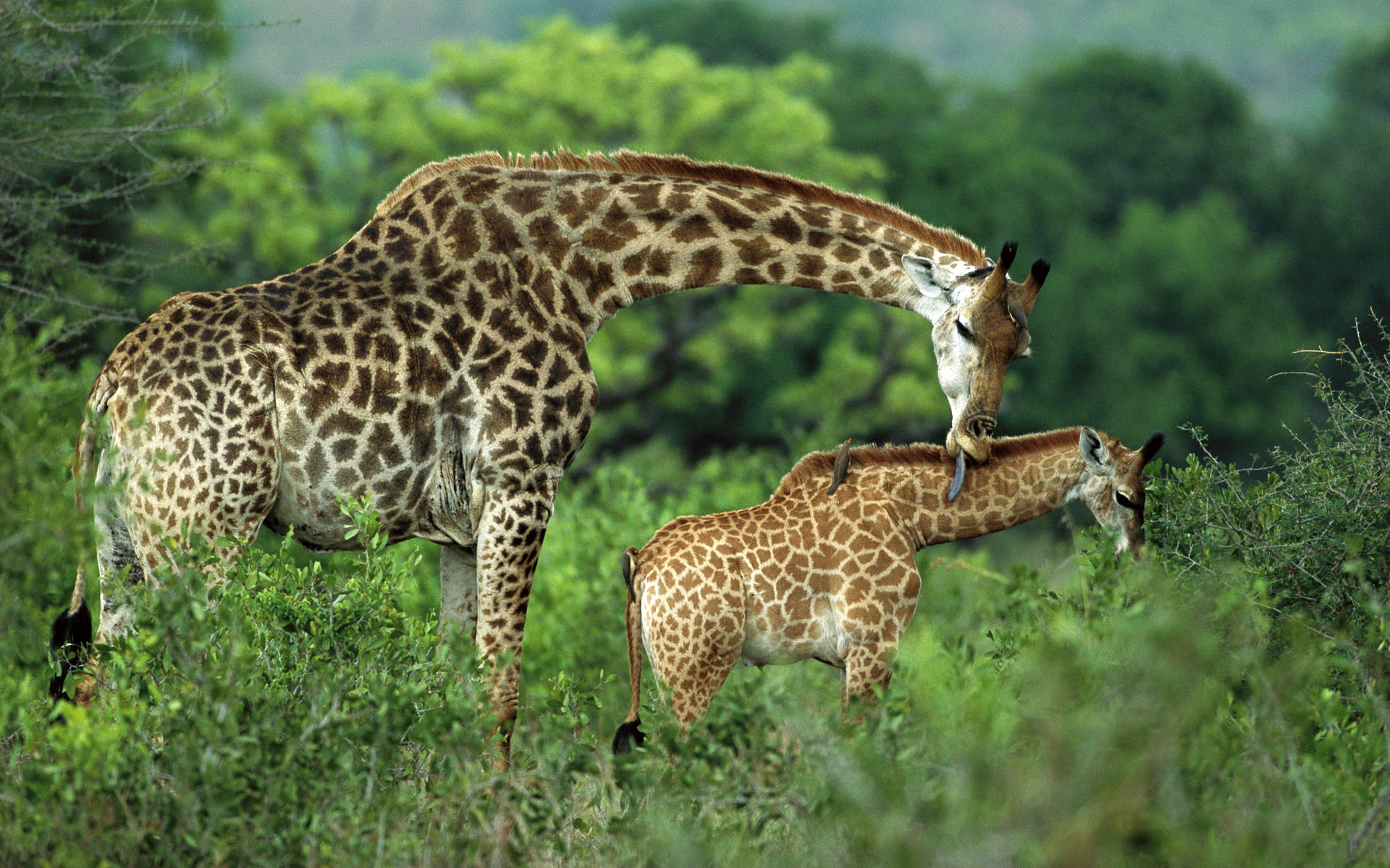 Free download wallpaper Animal, Giraffe on your PC desktop