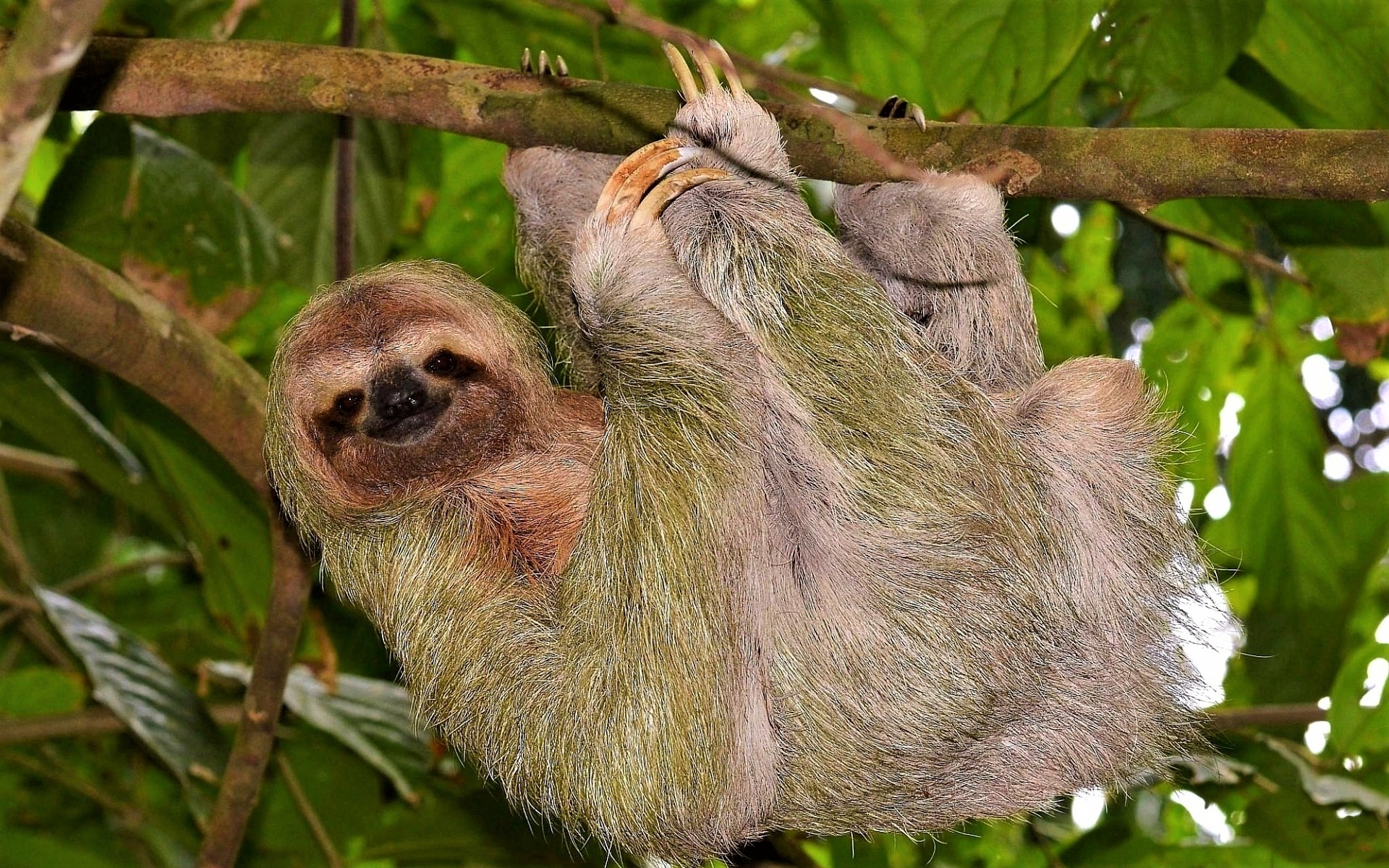 animal, sloth, smile
