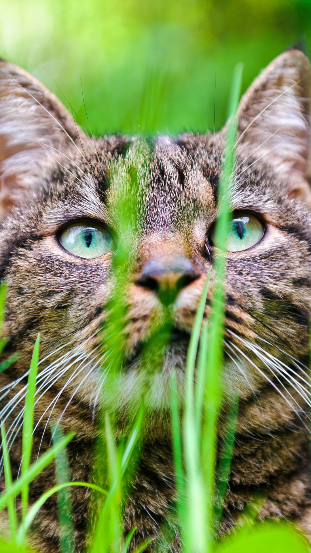 Baixar papel de parede para celular de Animais, Gatos, Gato gratuito.