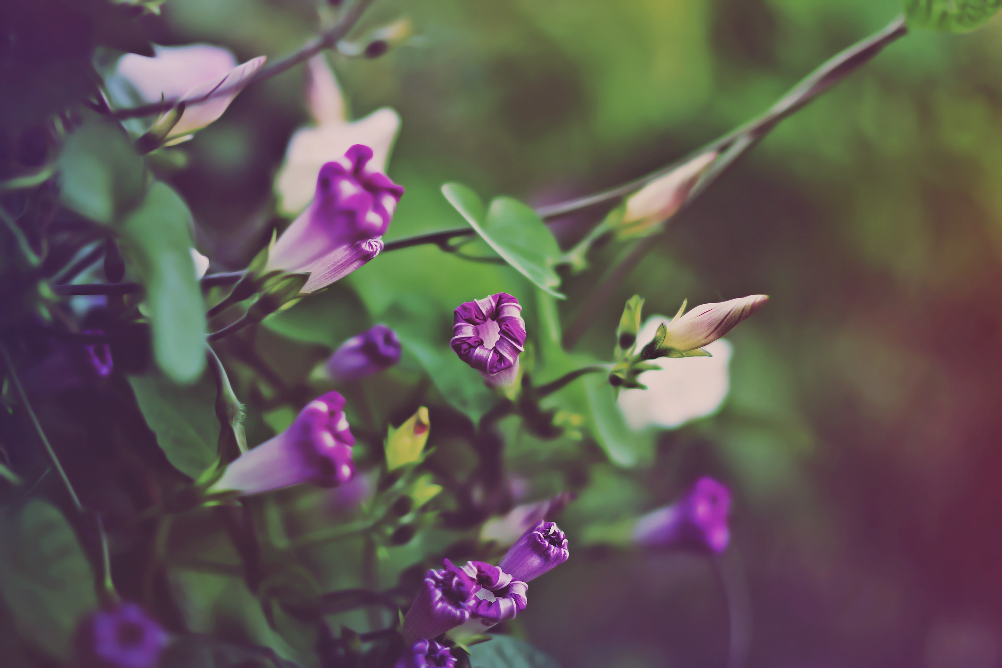 Téléchargez gratuitement l'image Fleurs, Floraison, Terre/nature sur le bureau de votre PC