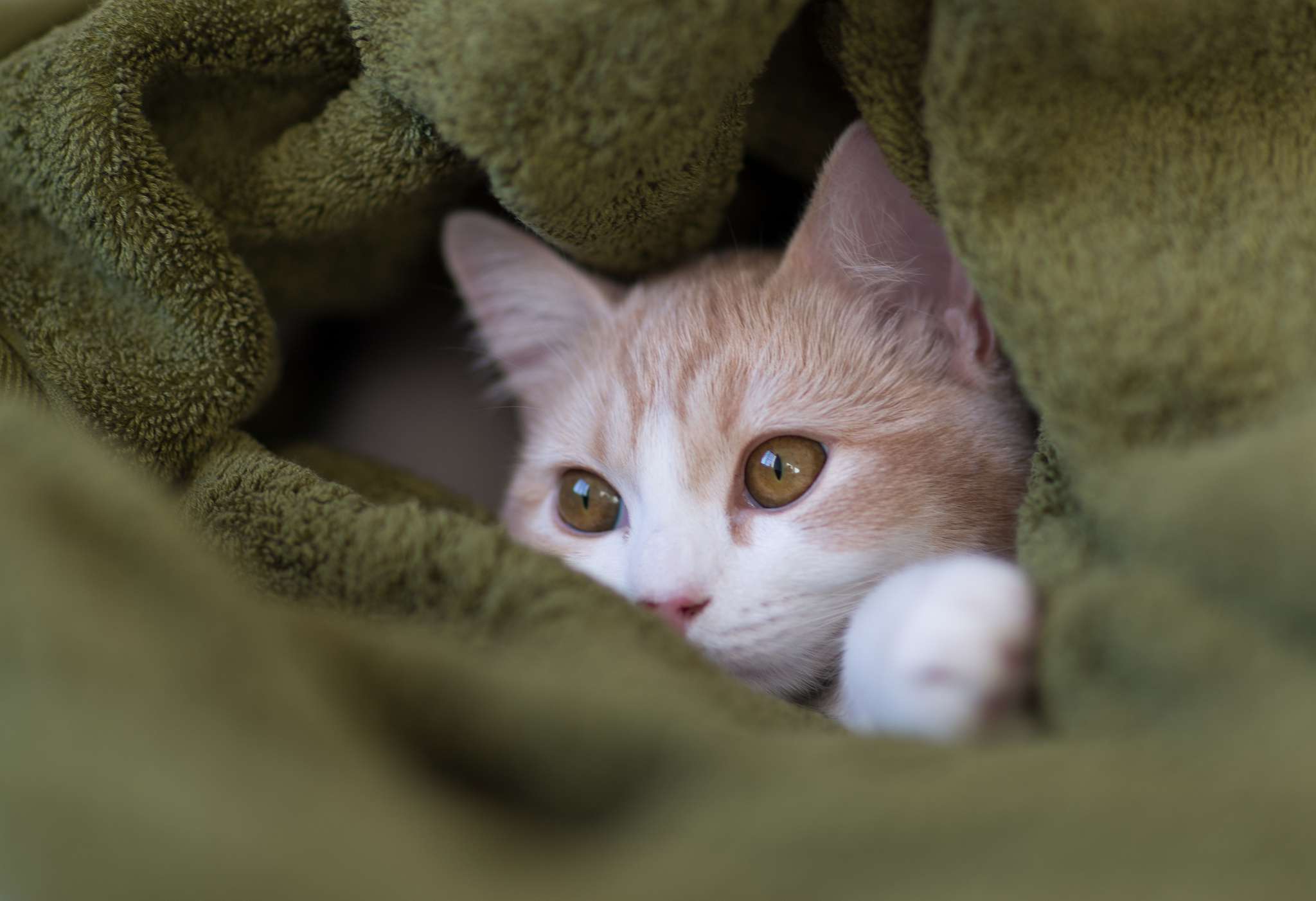 無料モバイル壁紙動物, ネコ, 猫をダウンロードします。