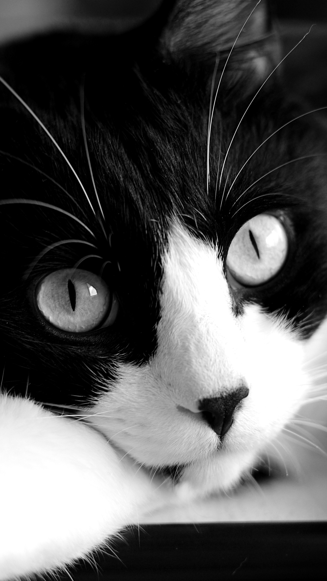 Download mobile wallpaper Cats, Cat, Close Up, Animal, Black & White for free.