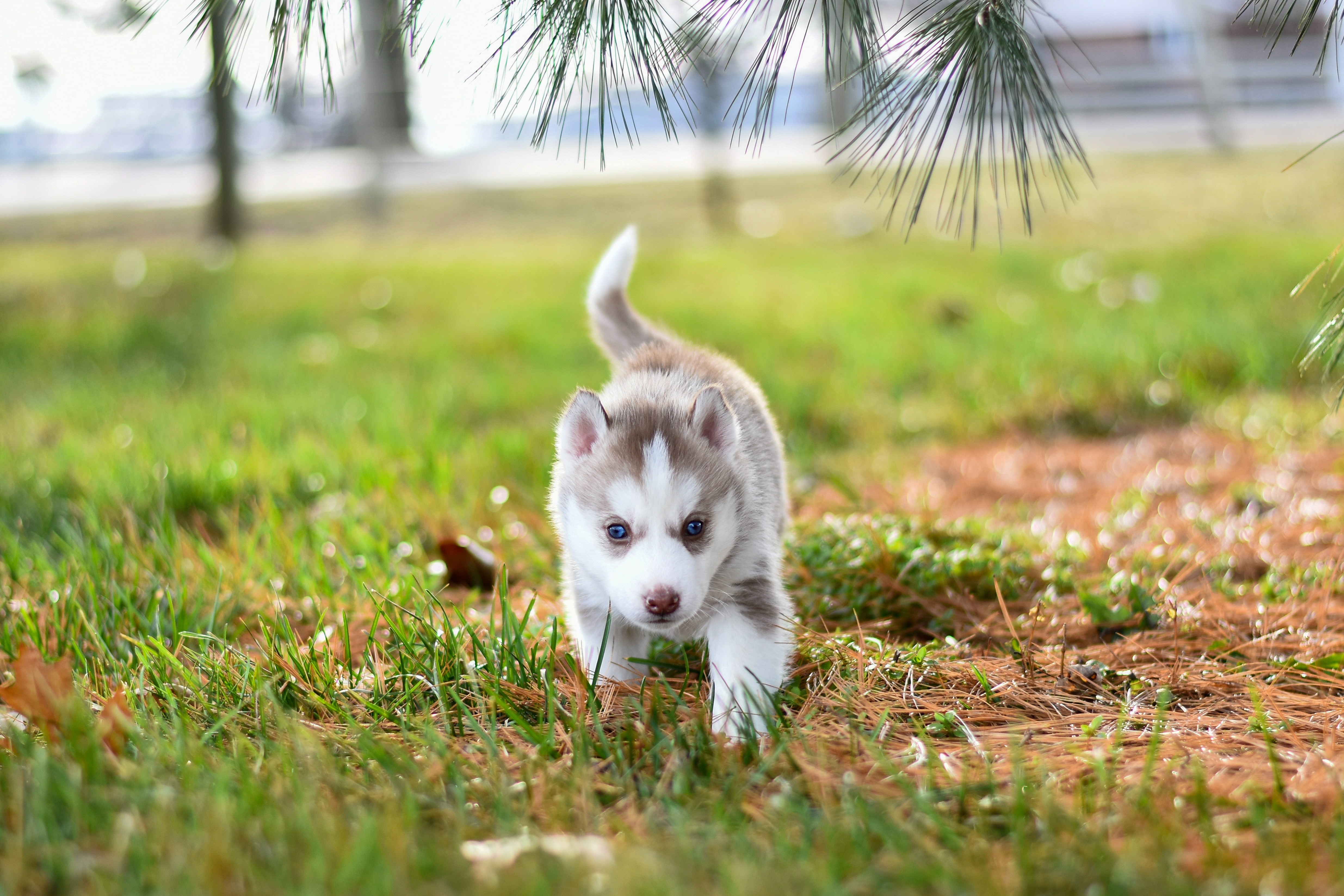Baixe gratuitamente a imagem Animais, Cães, Cão, Husky, Husky Siberiano, Animal Bebê, Filhote na área de trabalho do seu PC