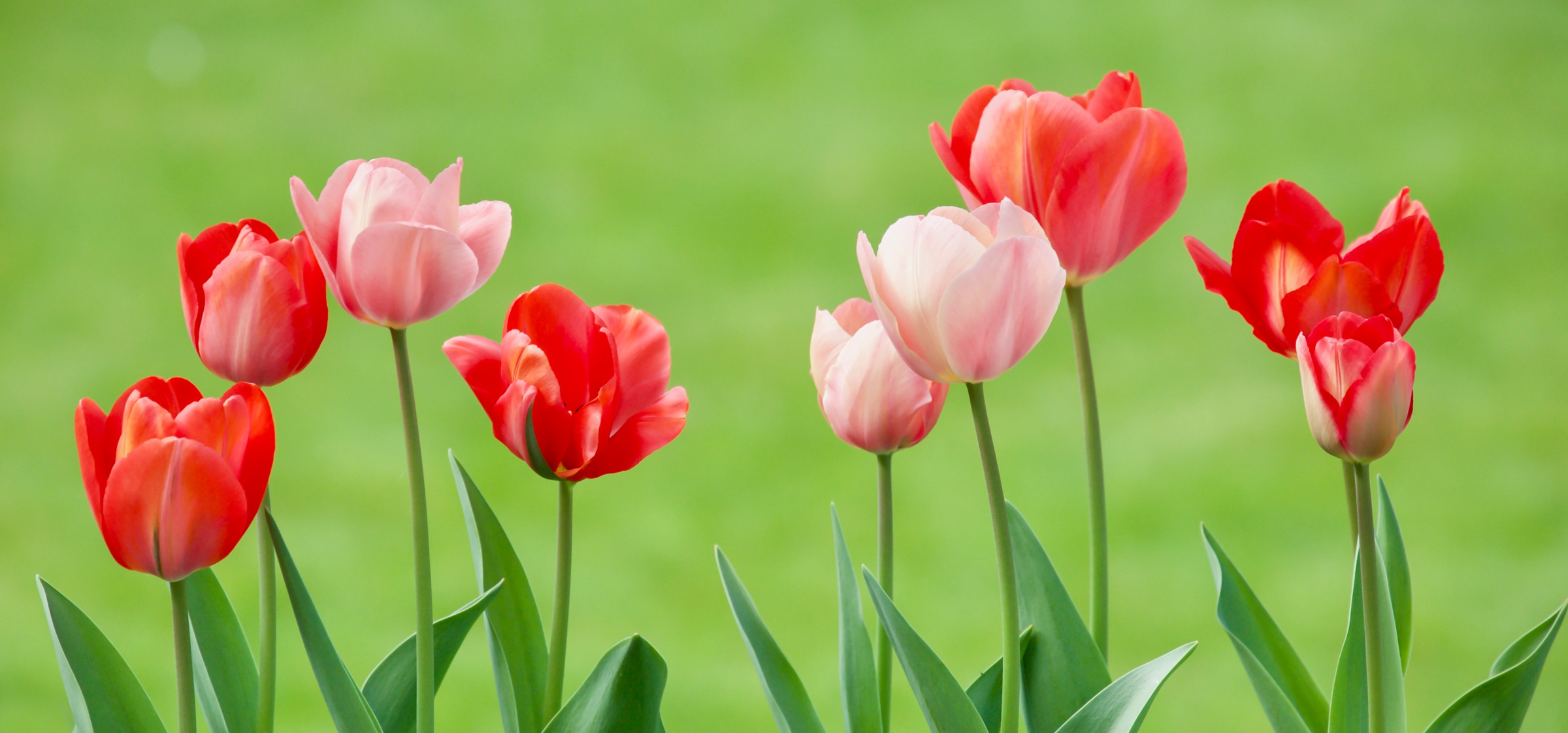 Free download wallpaper Flowers, Flower, Earth, Tulip on your PC desktop