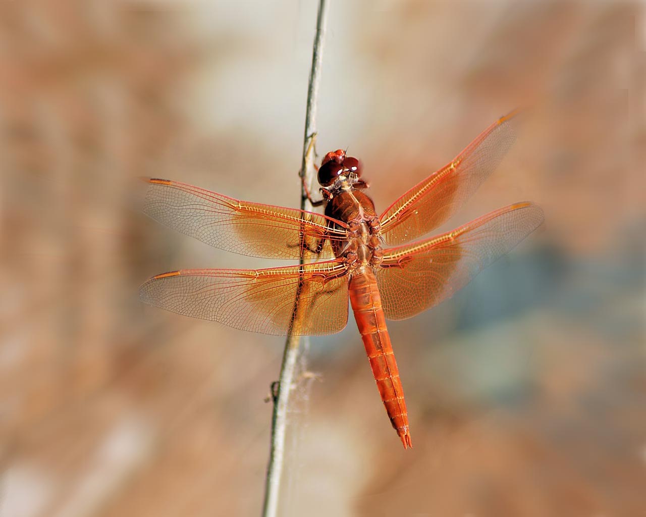 Free download wallpaper Close Up, Insect, Animal, Dragonfly on your PC desktop