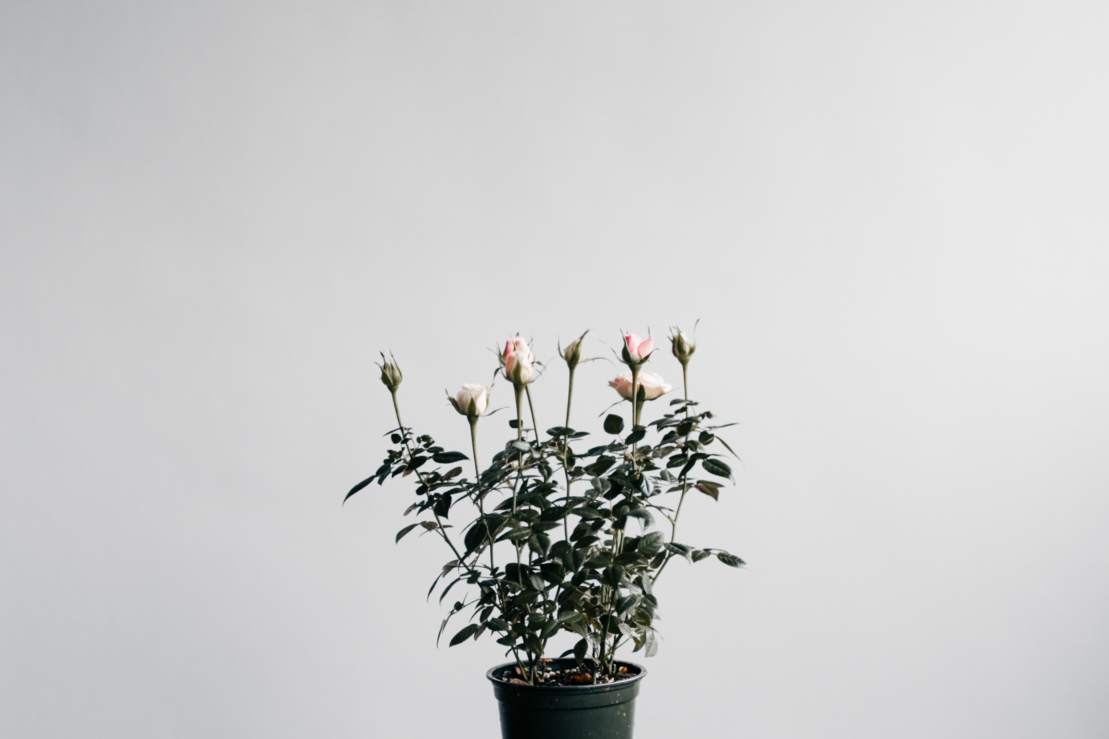 houseplant, roses, minimalism, indoor plant, pot