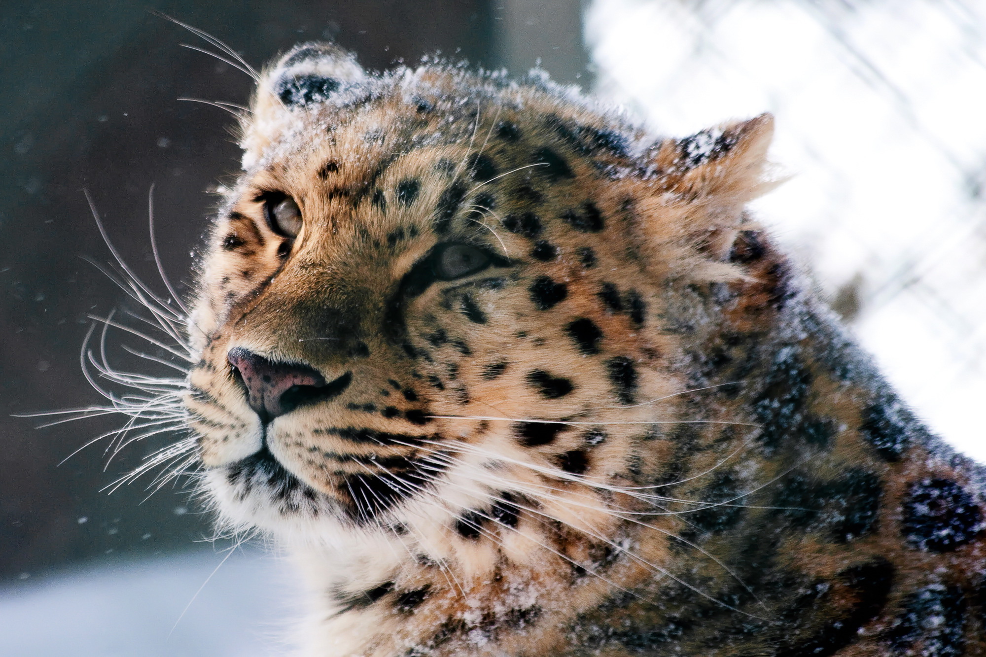 131622 télécharger l'image amur leopard, animaux, neige, léopard de l’amour, léopard, museau, muselière, chat sauvage - fonds d'écran et économiseurs d'écran gratuits