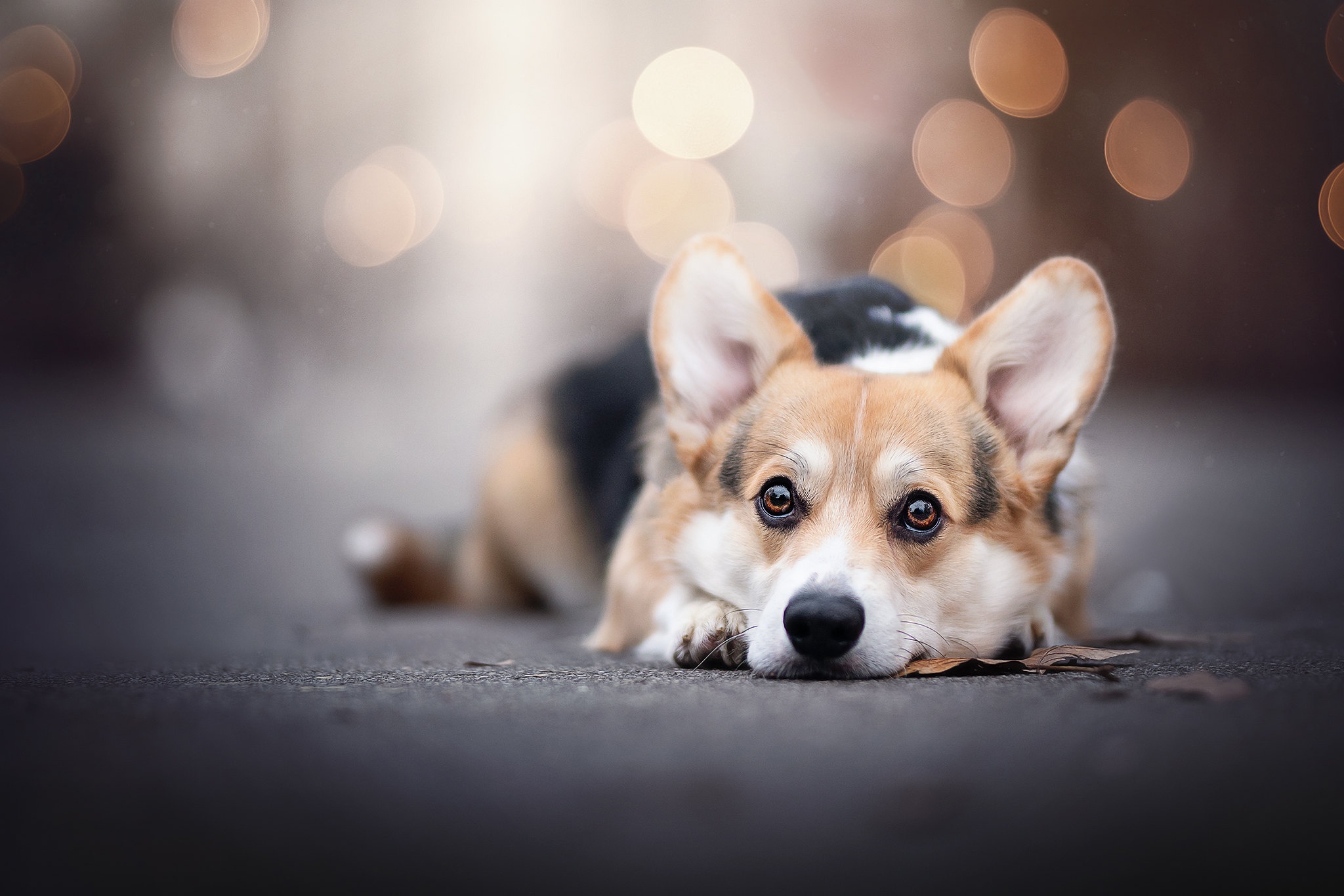 Download mobile wallpaper Dogs, Dog, Animal, Bokeh, Corgi, Depth Of Field for free.