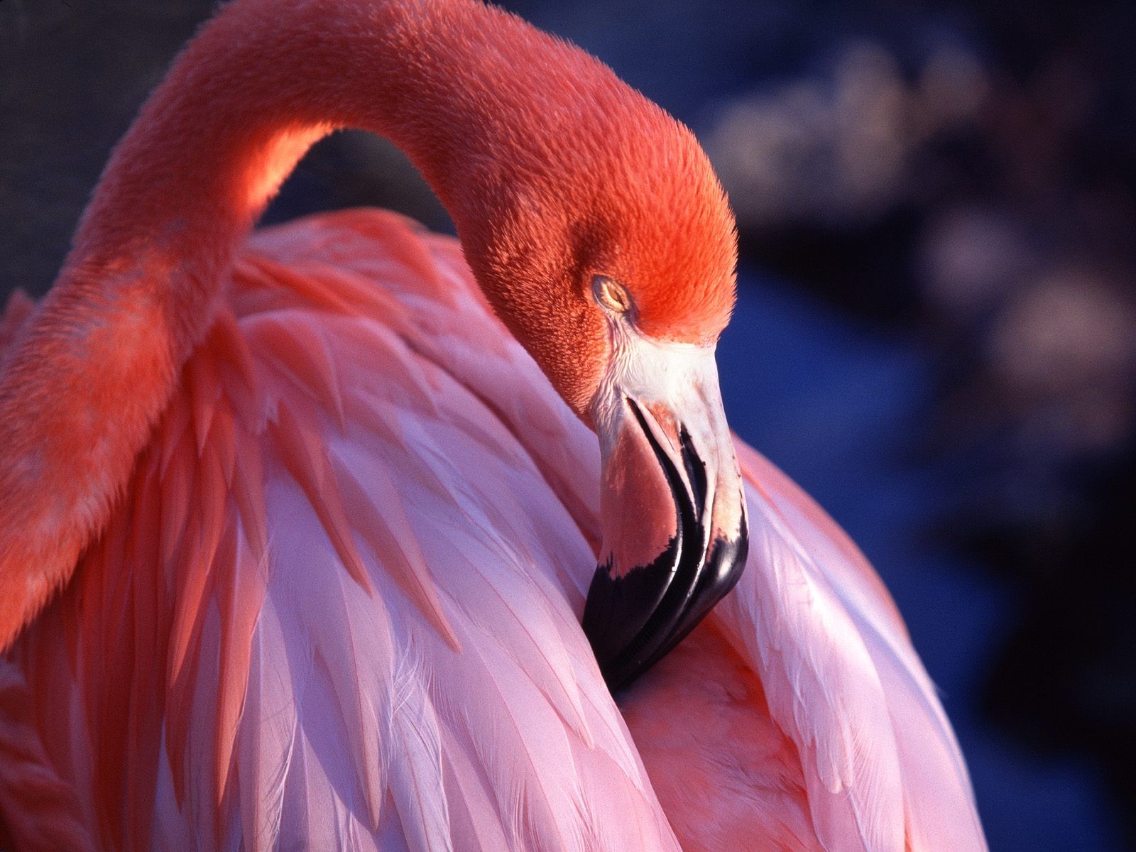 animal, flamingo, birds