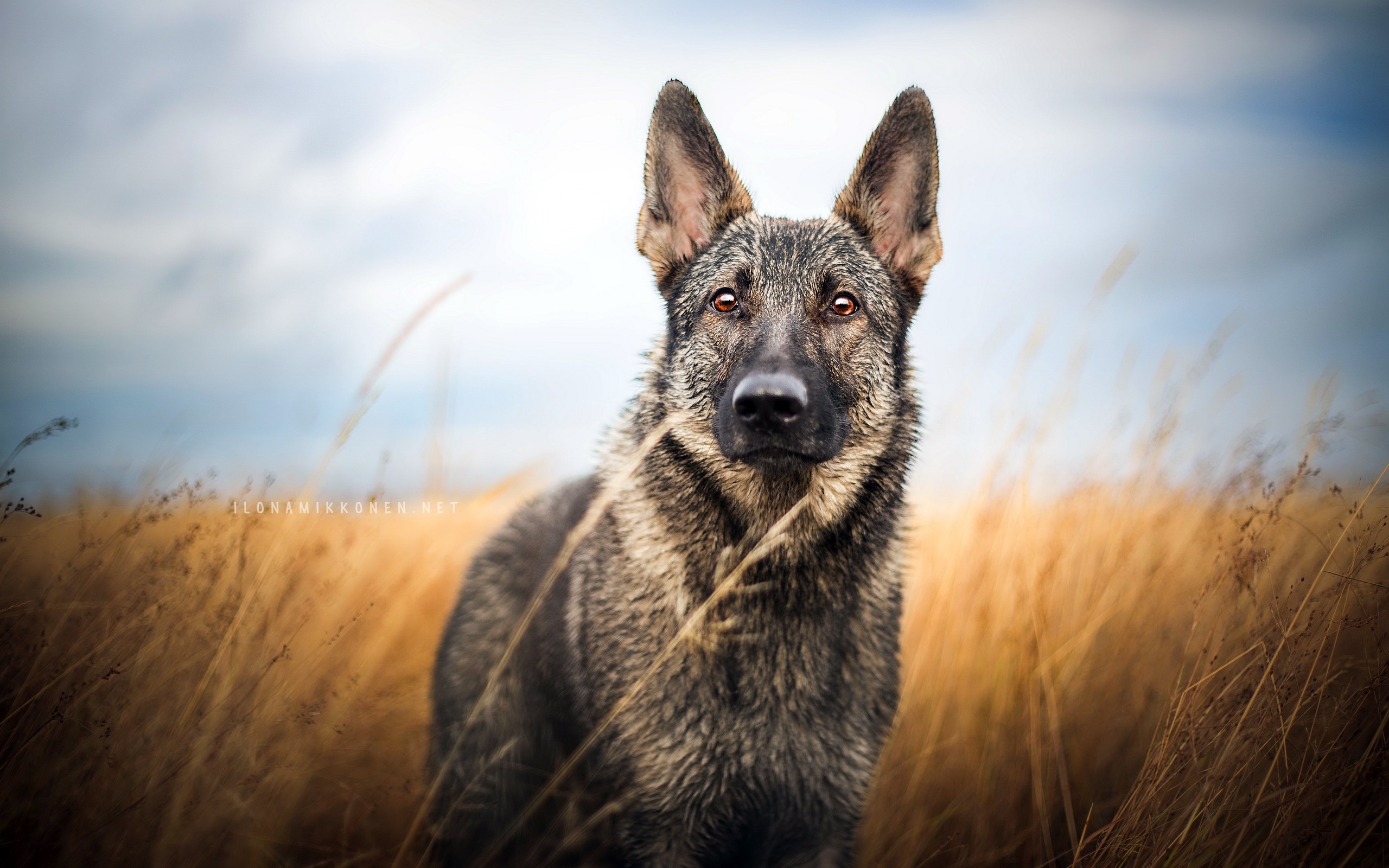 Descarga gratuita de fondo de pantalla para móvil de Animales, Perros, Perro, Pastor Alemán.