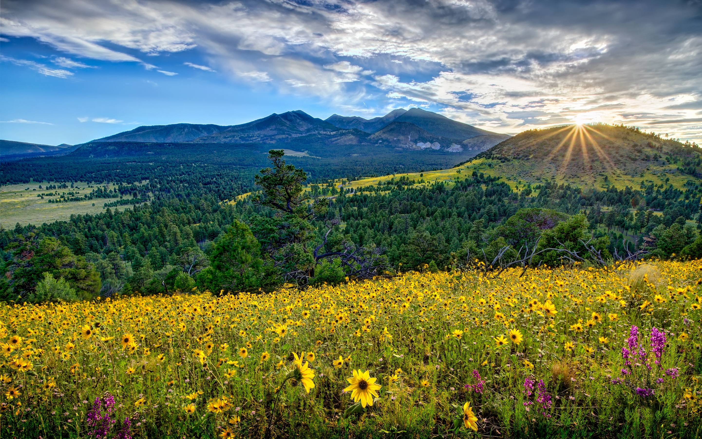 Baixe gratuitamente a imagem Natureza, Flores, Montanhas, Arizona, Vale na área de trabalho do seu PC