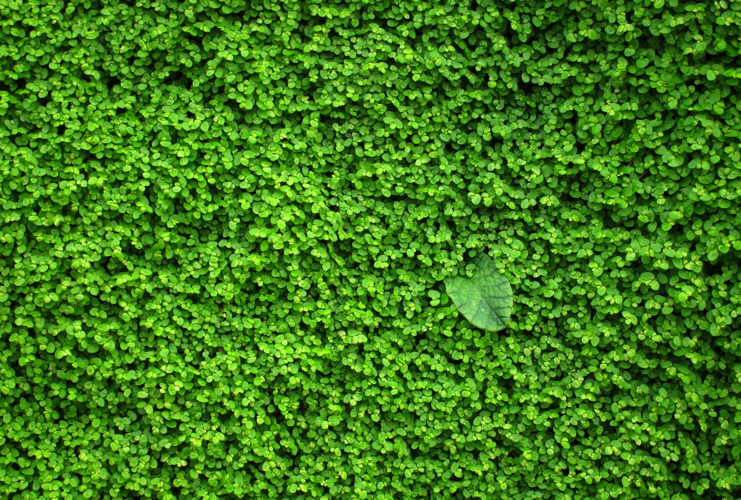 無料モバイル壁紙自然, 葉, 地球をダウンロードします。