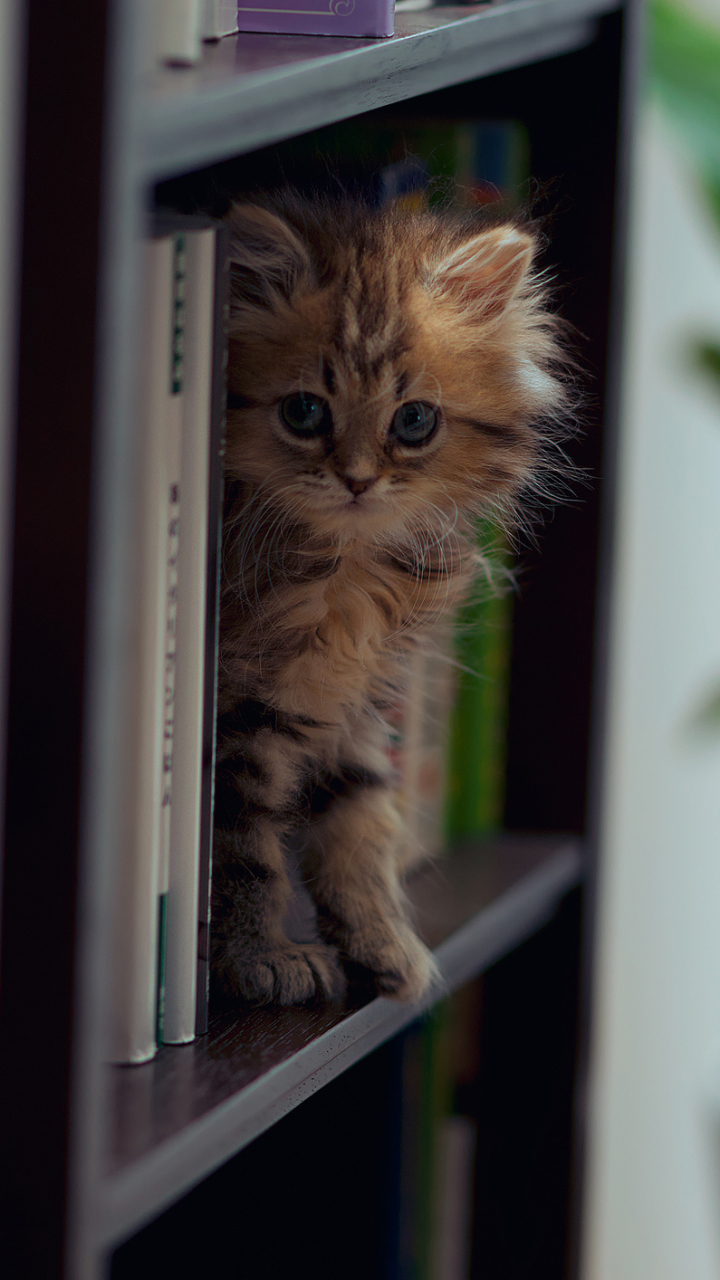 無料モバイル壁紙動物, ネコ, 猫, 子猫, 可愛いをダウンロードします。