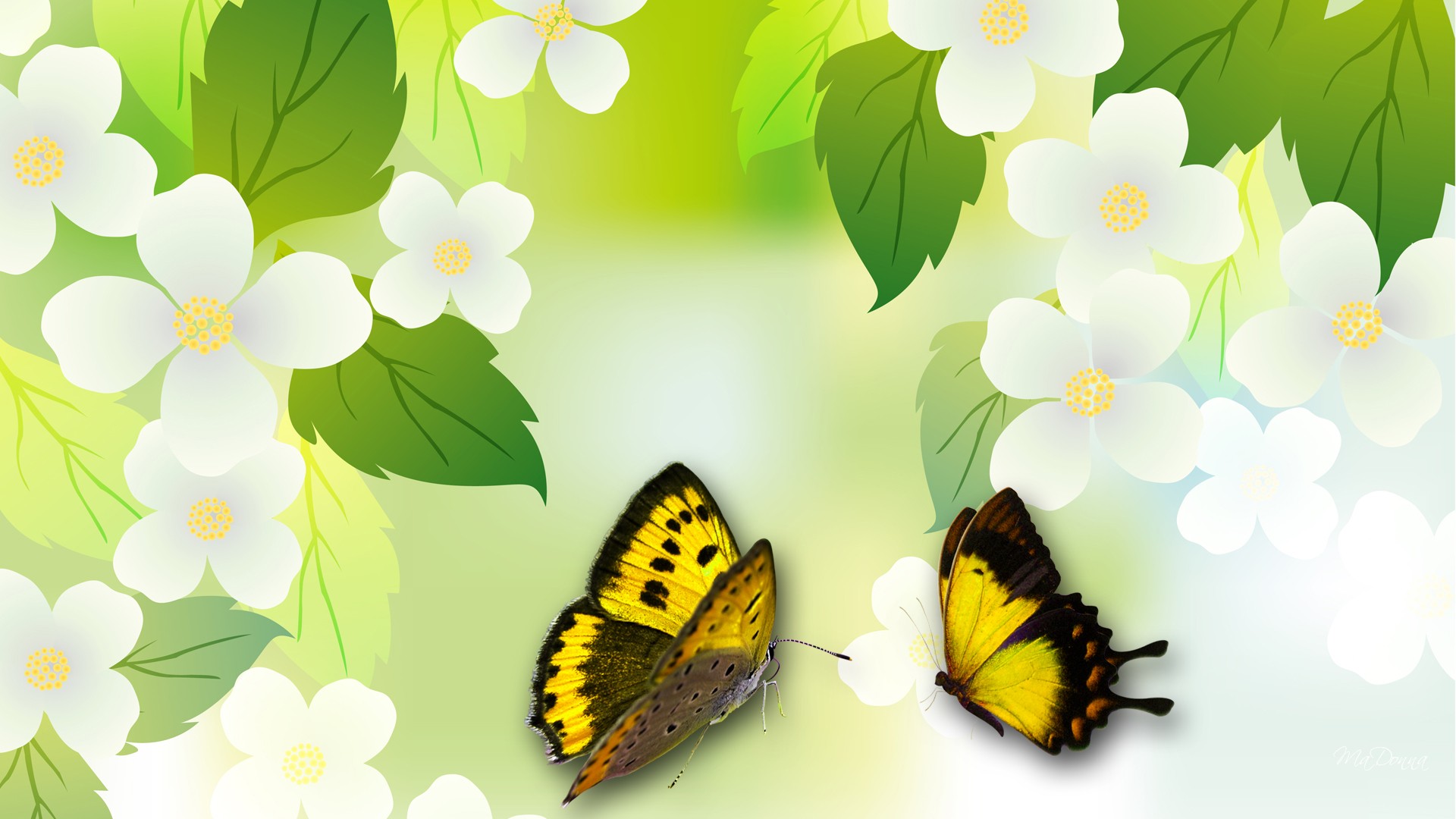 Free download wallpaper Flowers, Flower, Butterfly, Artistic, White Flower on your PC desktop