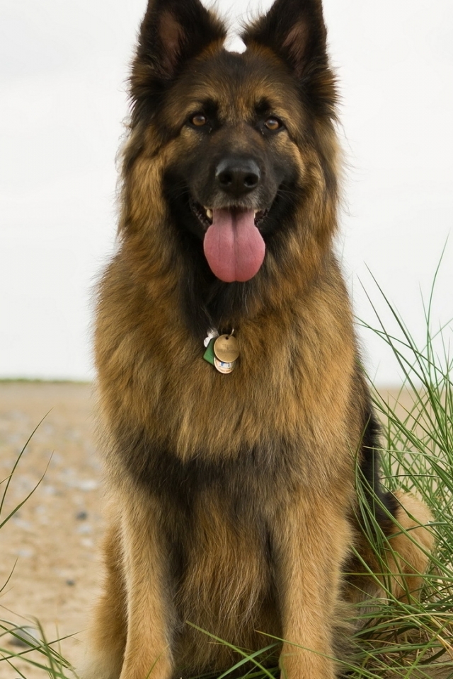 Handy-Wallpaper Tiere, Hunde, Schäferhund kostenlos herunterladen.