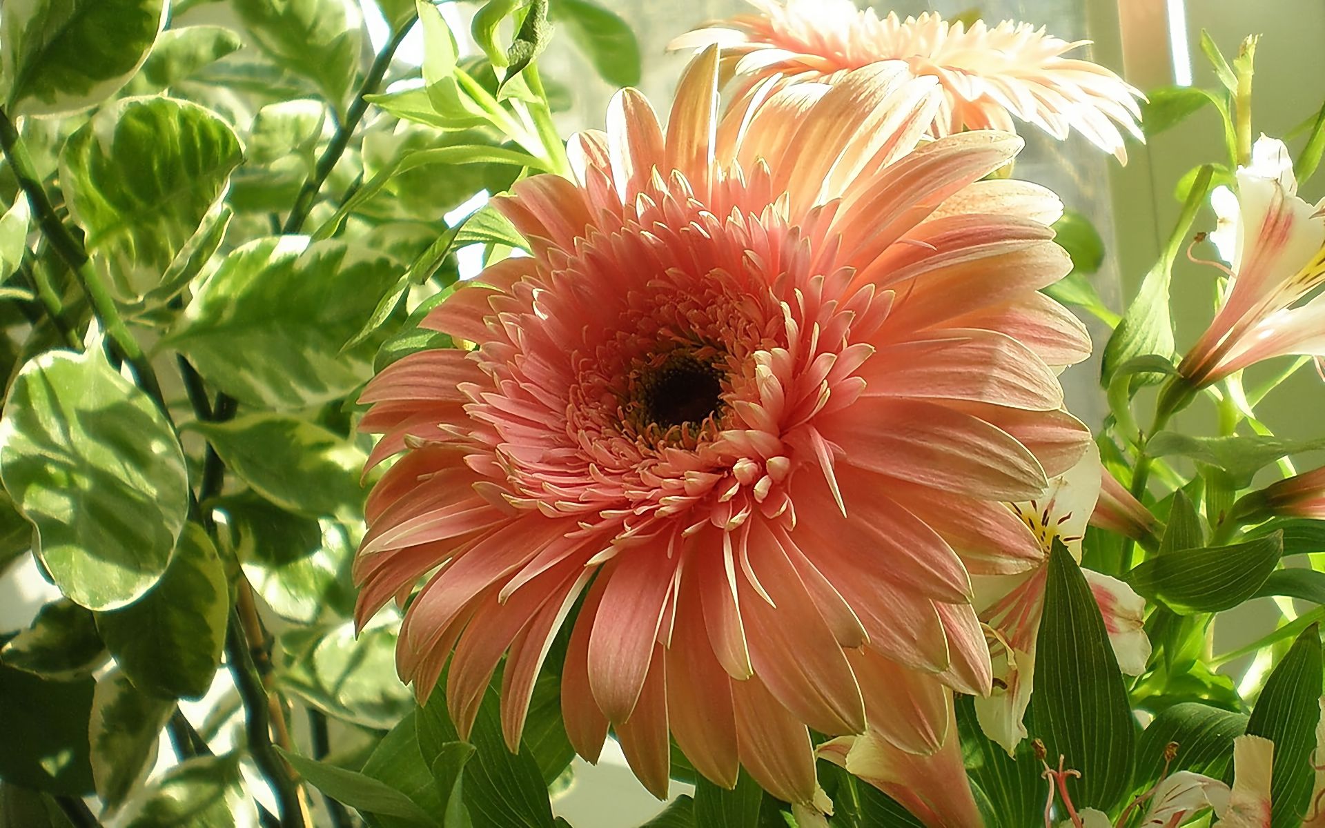 Laden Sie das Blumen, Gerbera, Blume, Nahansicht, Erde/natur, Pfirsichblüte-Bild kostenlos auf Ihren PC-Desktop herunter