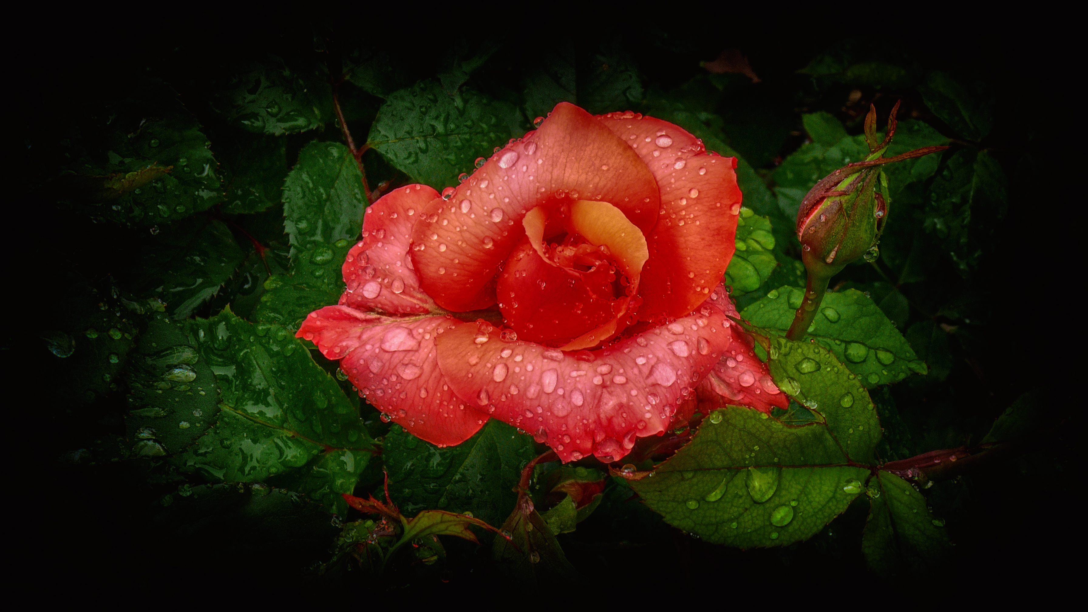 390689壁紙のダウンロード地球, 薔薇, つぼみ, 花, オレンジフラワー, 水滴, フラワーズ-スクリーンセーバーと写真を無料で