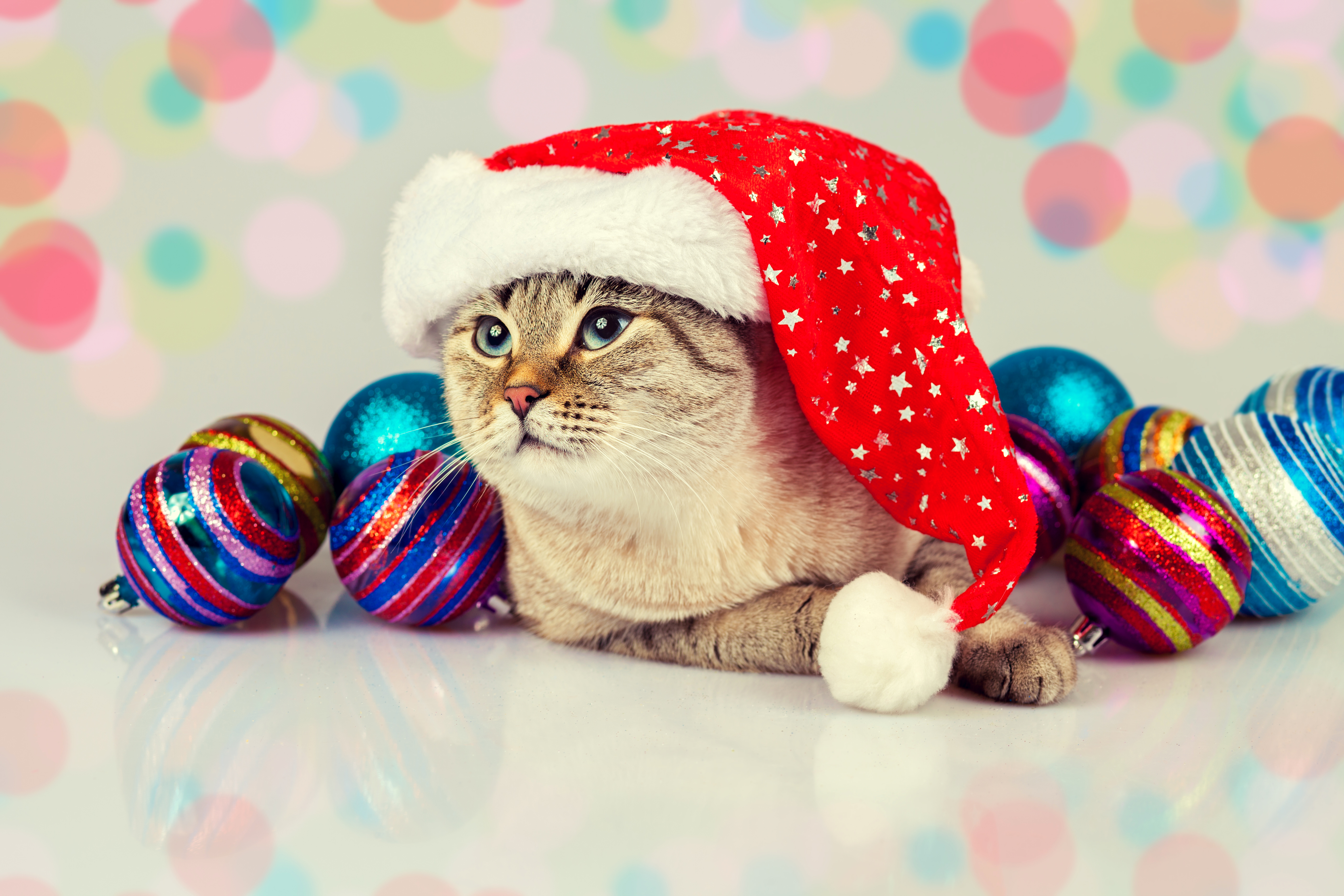 Free download wallpaper Cat, Christmas, Holiday, Colors, Christmas Ornaments, Santa Hat on your PC desktop