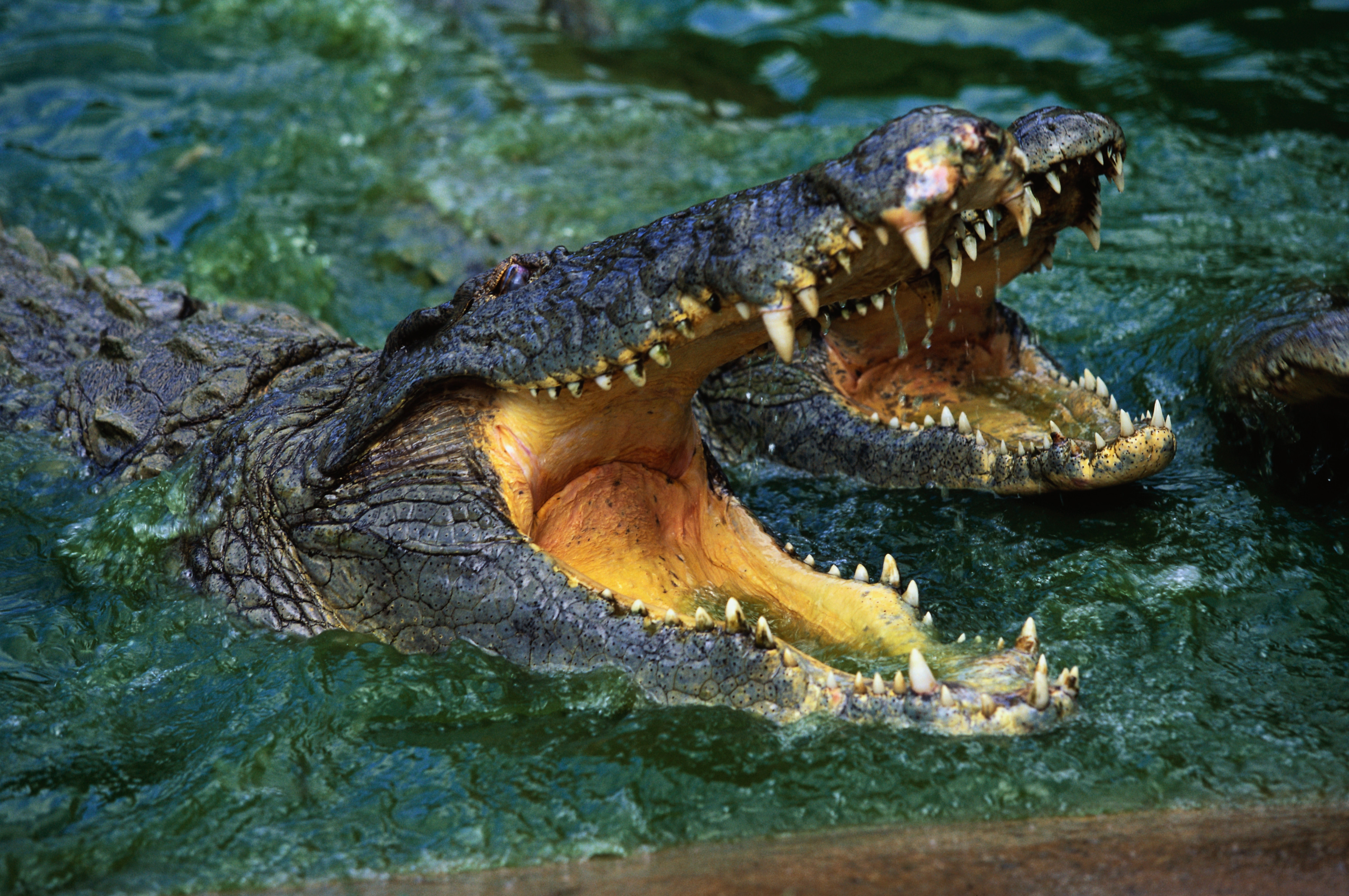 122899 скачать обои крокодил, оскал, животные, вода, морда, хищник - заставки и картинки бесплатно
