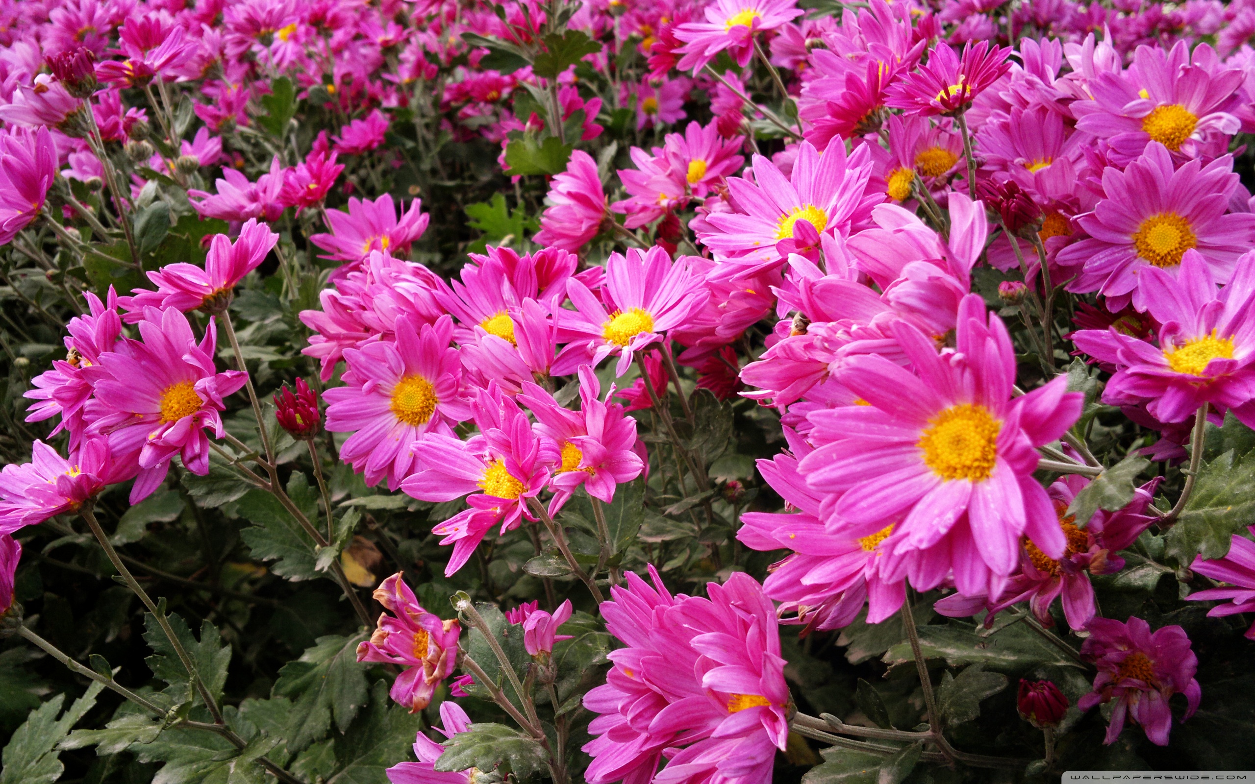 Descarga gratuita de fondo de pantalla para móvil de Flores, Flor, Tierra/naturaleza.