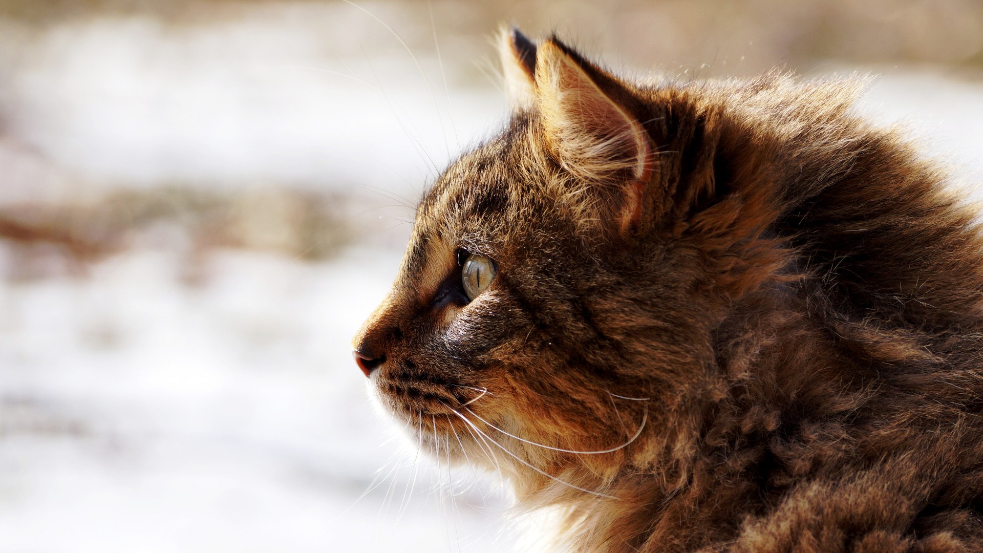 PCデスクトップに動物, ネコ, 猫画像を無料でダウンロード