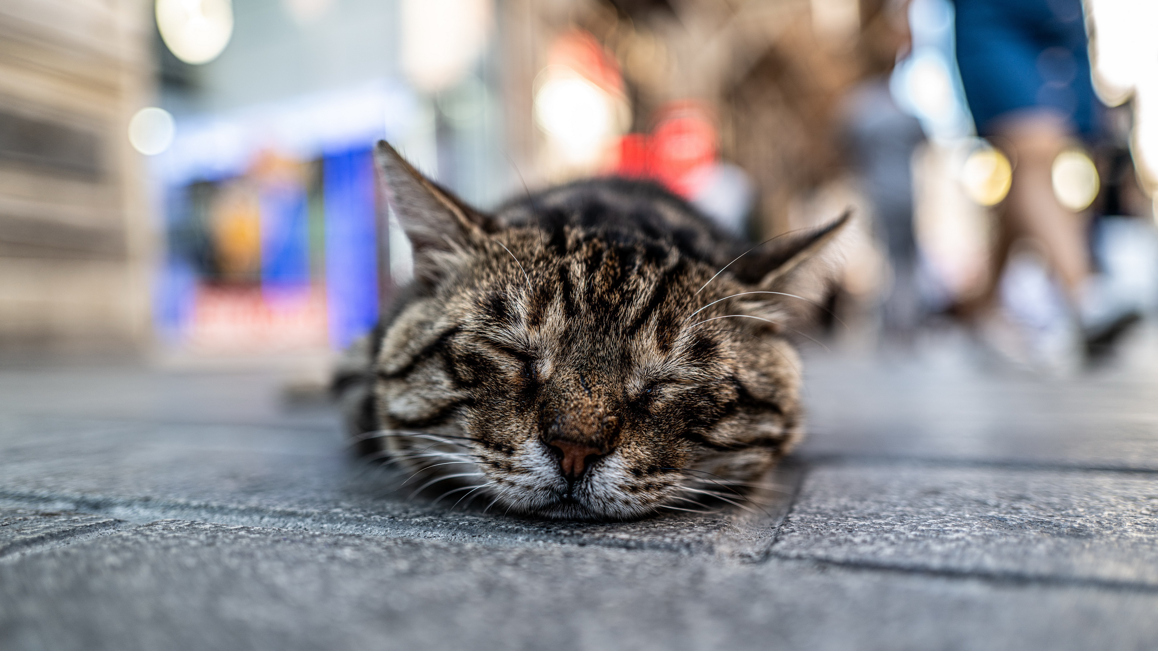 Download mobile wallpaper Cats, Cat, Animal, Sleeping for free.