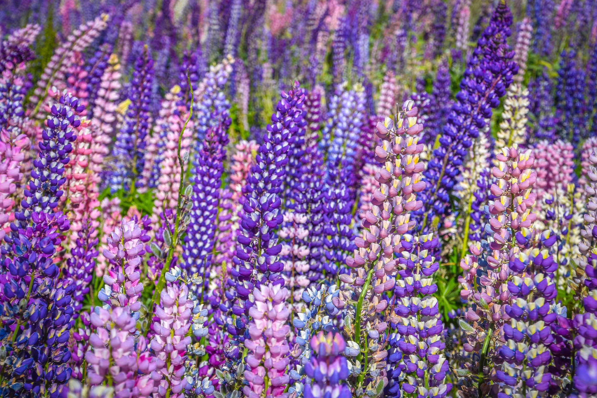 Download mobile wallpaper Flower, Earth, Lupine for free.