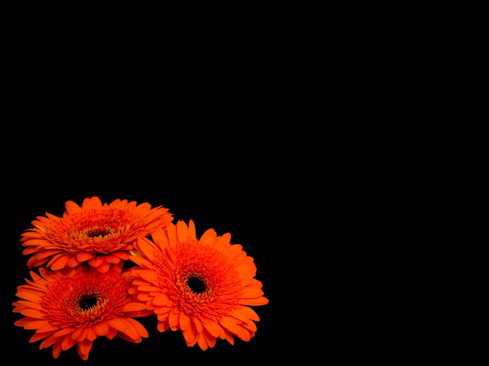 Free download wallpaper Flowers, Flower, Earth, Gerbera, Orange Flower on your PC desktop