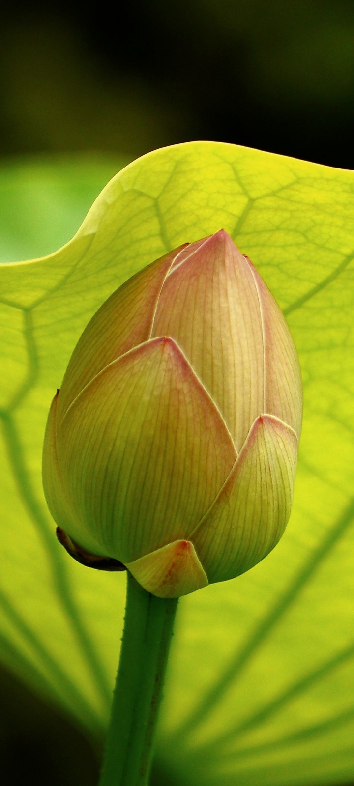 Download mobile wallpaper Flowers, Lotus, Earth for free.