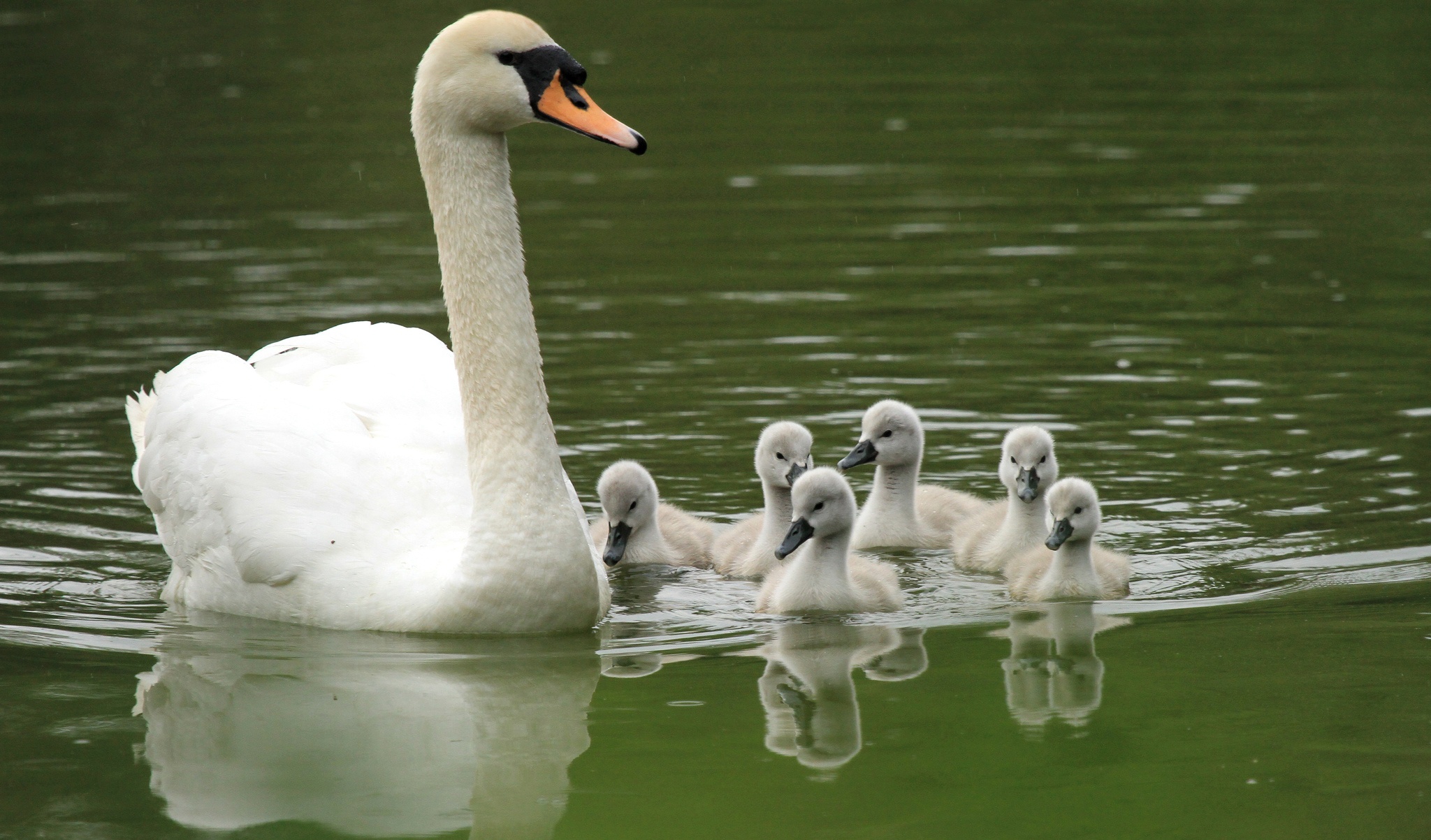 Descarga gratuita de fondo de pantalla para móvil de Animales, Cisne, Aves, Ave, Bebe Animal, Cisne Vulgar.