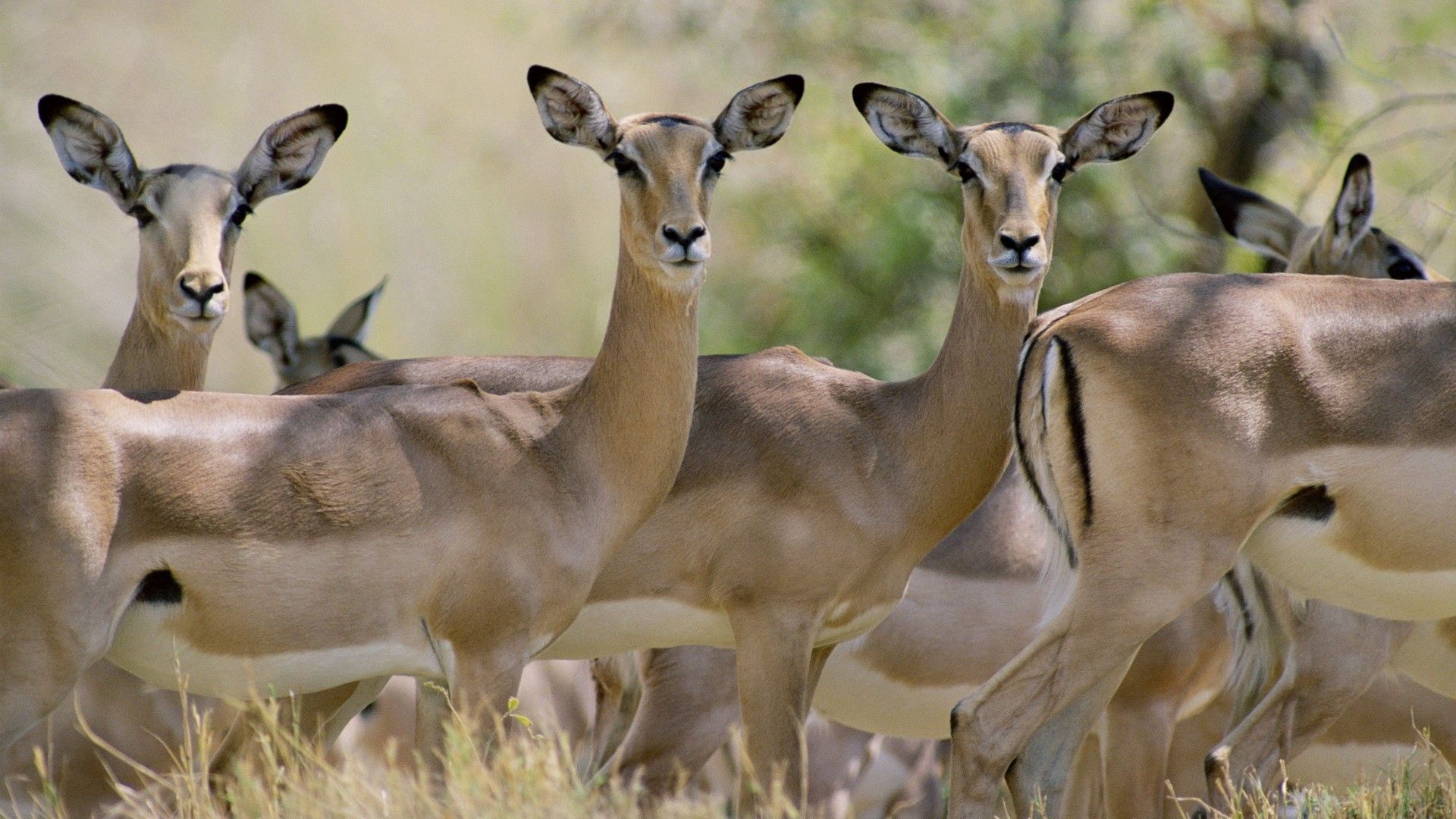 88074 télécharger l'image antilope, animaux, jeune, flâner, promenade, troupeau - fonds d'écran et économiseurs d'écran gratuits