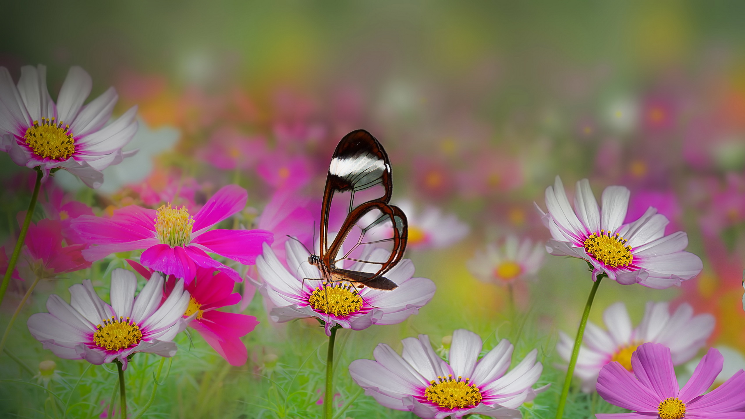 Download mobile wallpaper Summer, Flower, Blur, Close Up, Butterfly, Animal, White Flower, Pink Flower for free.