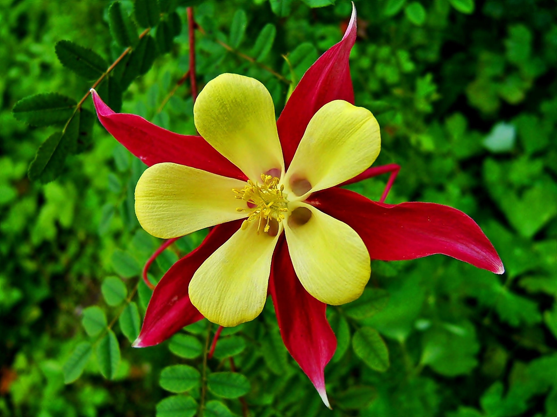 Descarga gratis la imagen Flores, Flor, Flor Amarilla, Flor Roja, Tierra/naturaleza, Aguileña en el escritorio de tu PC