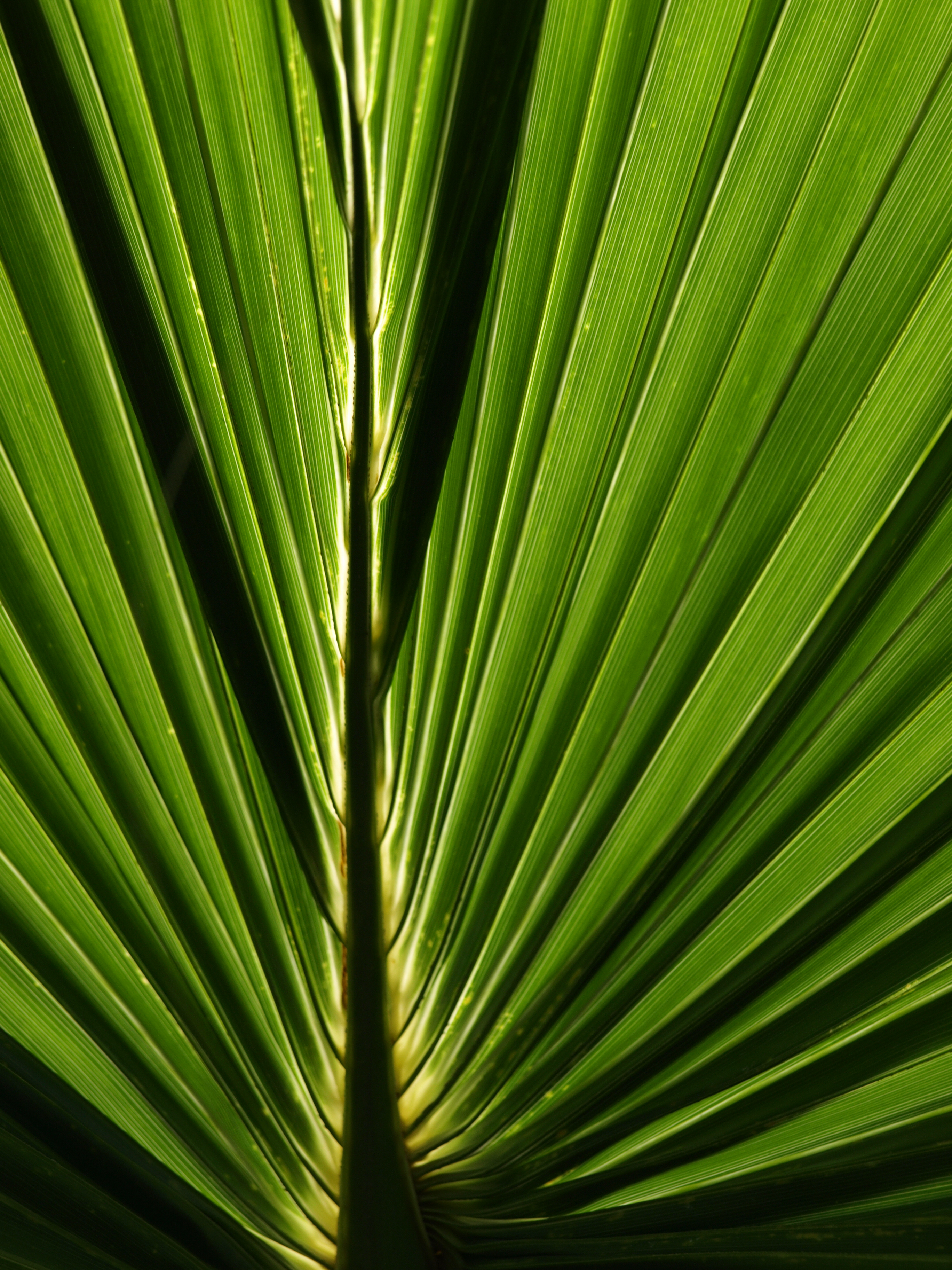 Download mobile wallpaper Macro, Palm, Close Up, Leaflet for free.