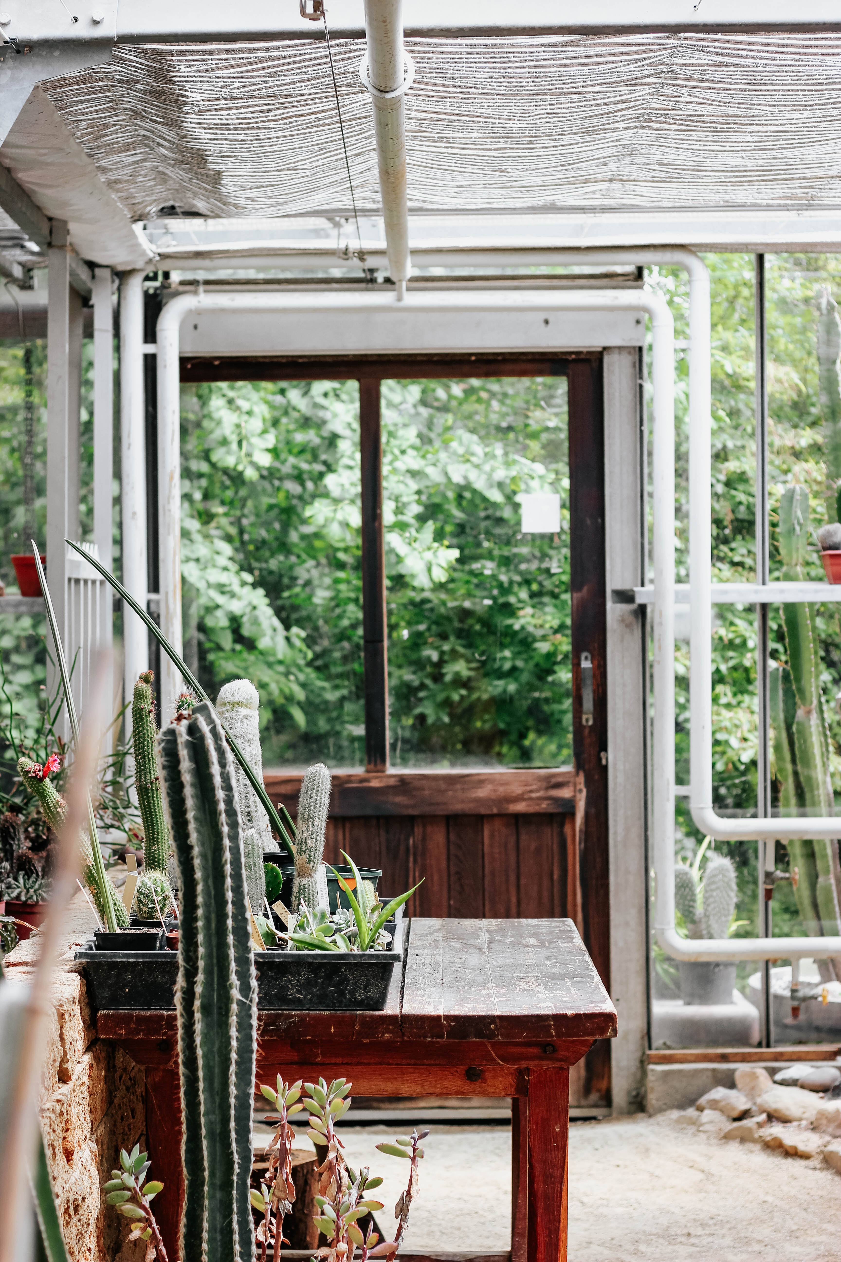 greenhouse, plants, cactuses, flowers, miscellanea, miscellaneous, premises, room