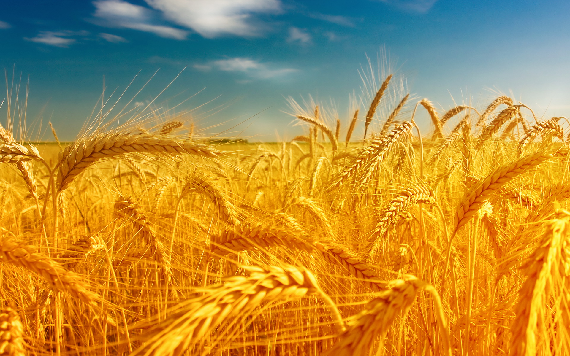 Laden Sie das Weizen, Erde/natur-Bild kostenlos auf Ihren PC-Desktop herunter