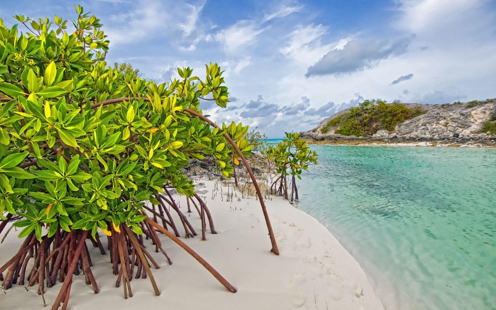 71398 télécharger l'image sable, mangrove, nature, feuilles, rive, banque - fonds d'écran et économiseurs d'écran gratuits