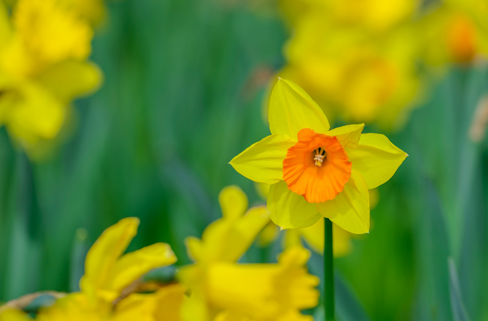 Download mobile wallpaper Nature, Flowers, Summer, Flower, Macro, Earth, Yellow Flower, Daffodil for free.