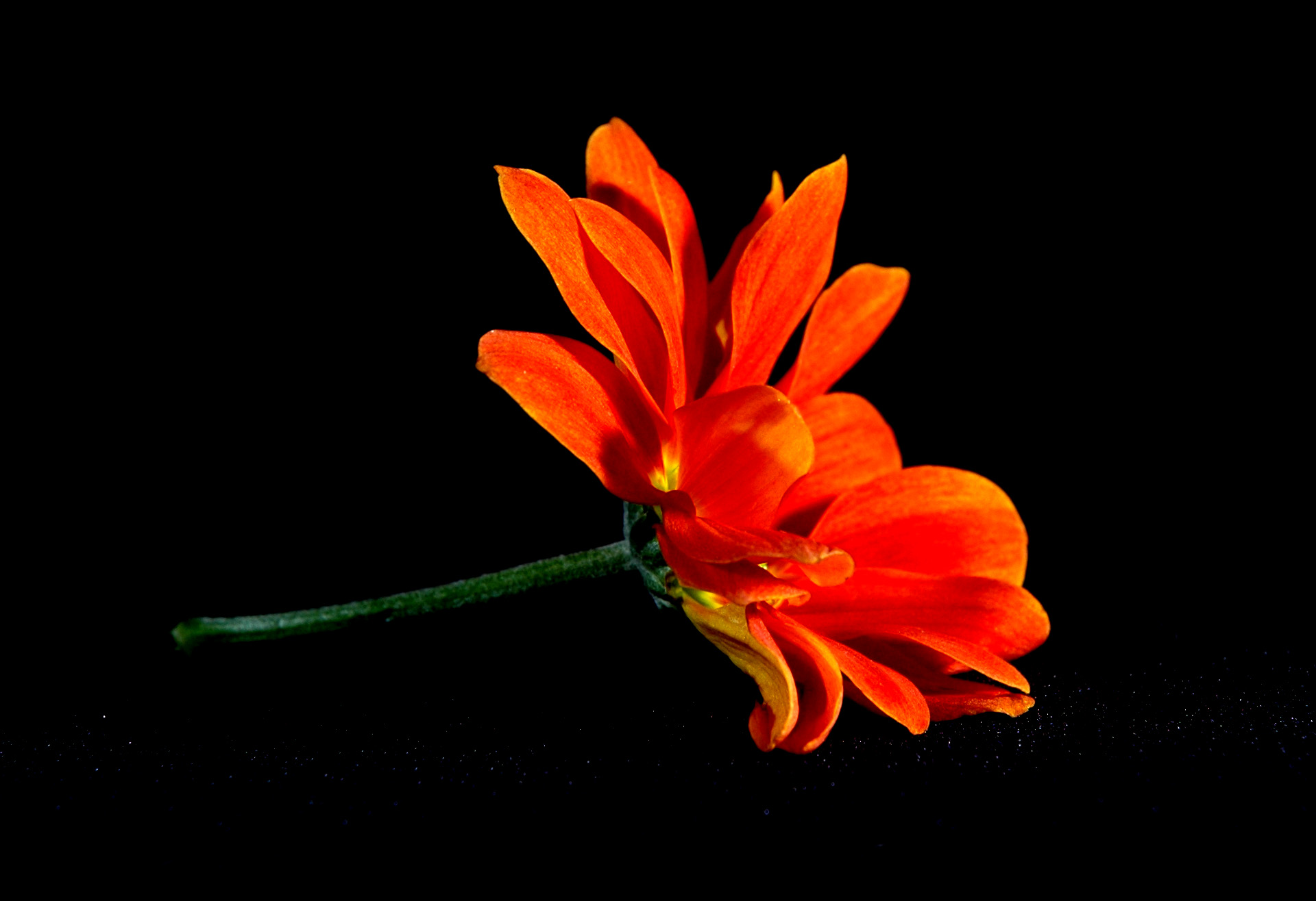 Die besten Orangene Blume-Hintergründe für den Telefonbildschirm