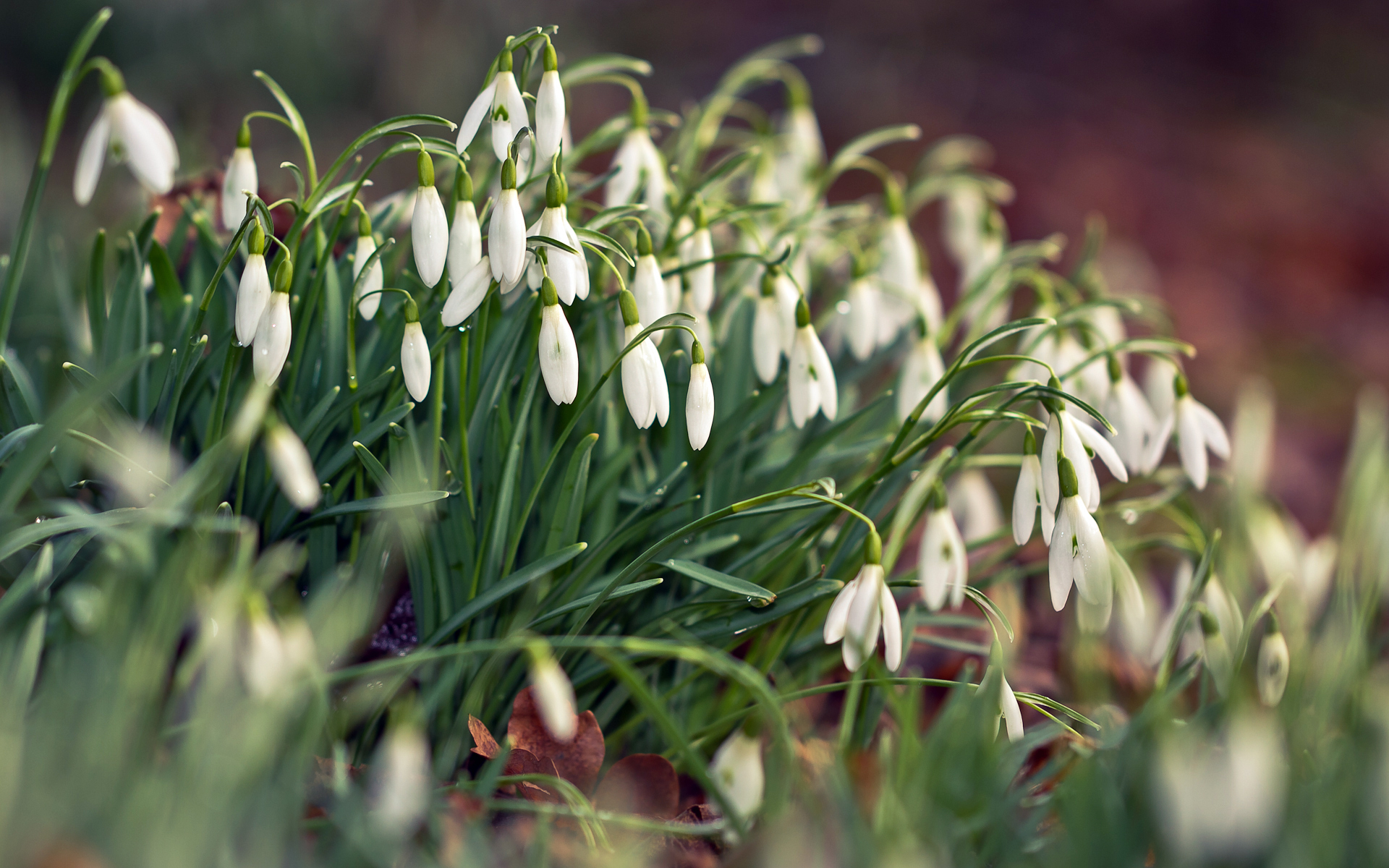 Download mobile wallpaper Snowdrop, Flowers, Nature, Flower, Earth for free.