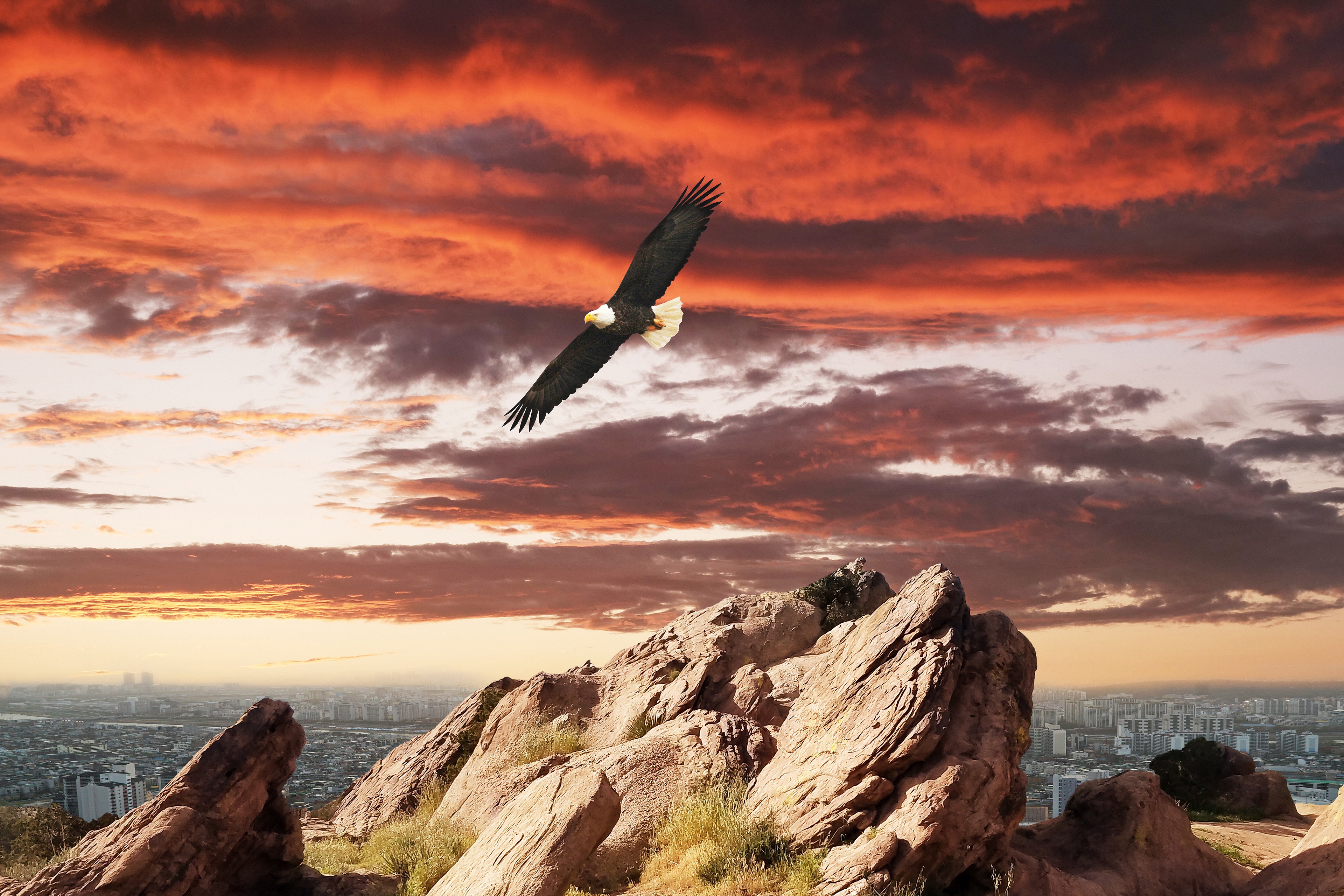 Laden Sie das Tiere, Vögel, Vogel, Weißkopfseeadler, Himmel, Sonnenuntergang-Bild kostenlos auf Ihren PC-Desktop herunter