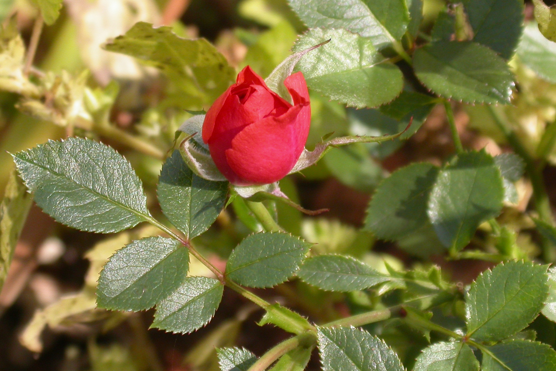 Baixar papel de parede para celular de Flores, Rosa, Terra/natureza gratuito.