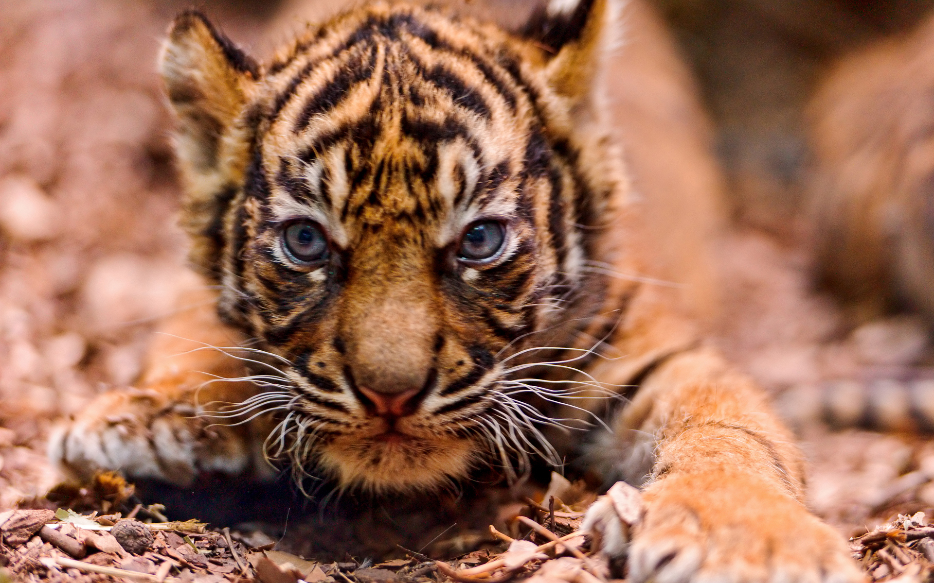 Baixe gratuitamente a imagem Animais, Gatos, Tigre na área de trabalho do seu PC