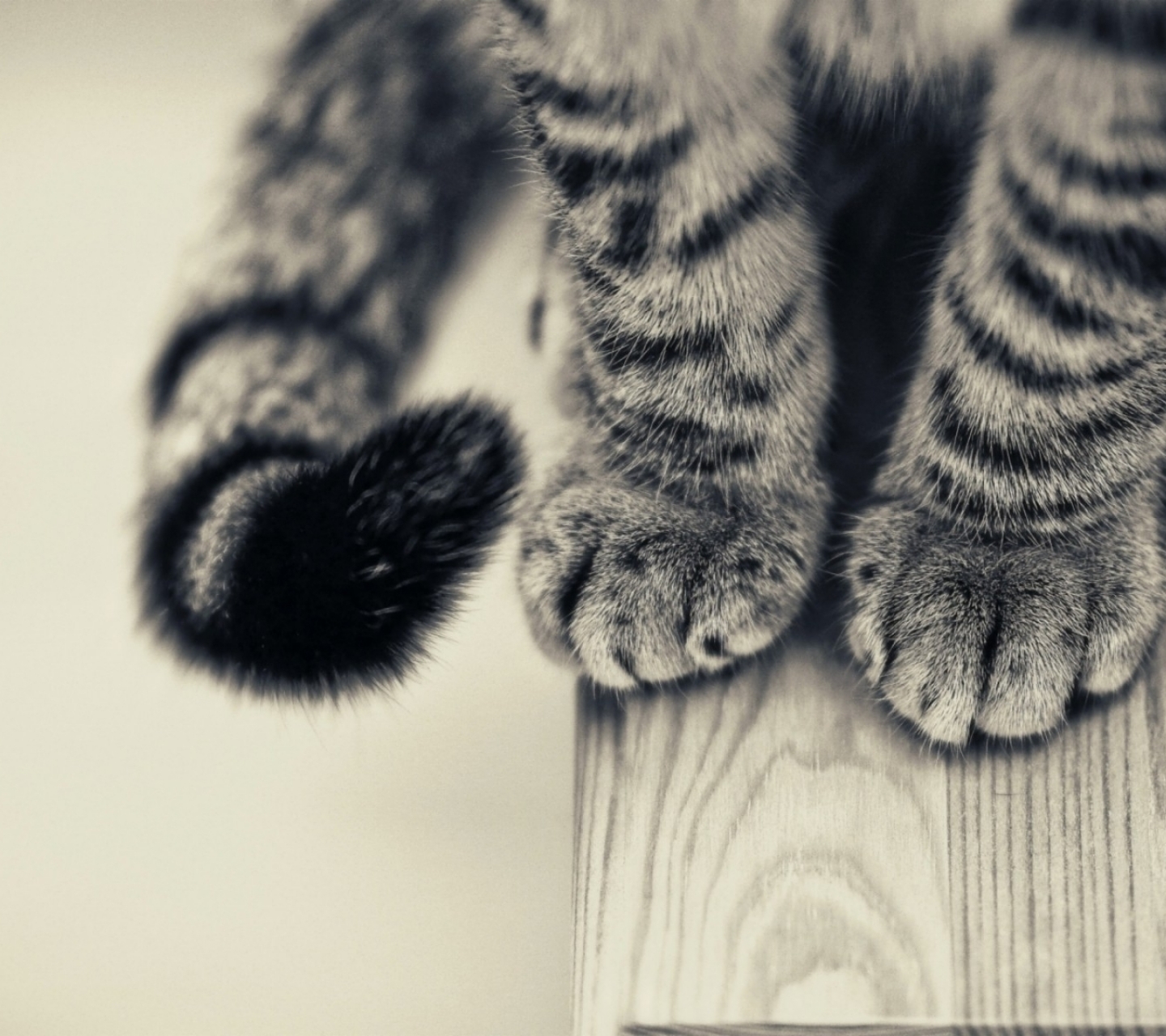 Free download wallpaper Cats, Cat, Animal, Paw, Tabby Cat on your PC desktop