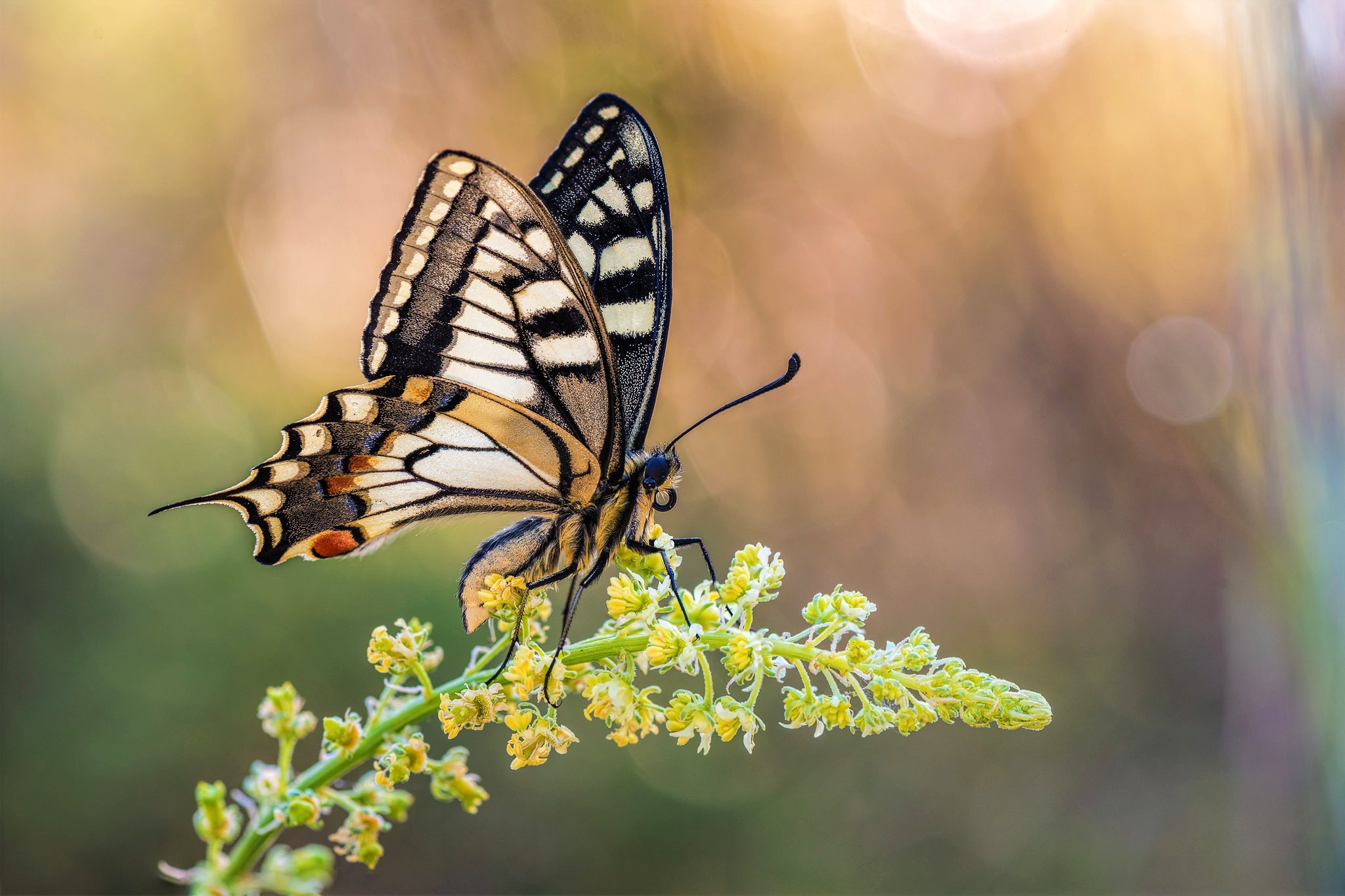 Descarga gratuita de fondo de pantalla para móvil de Animales, Insecto, Mariposa, Macrofotografía.