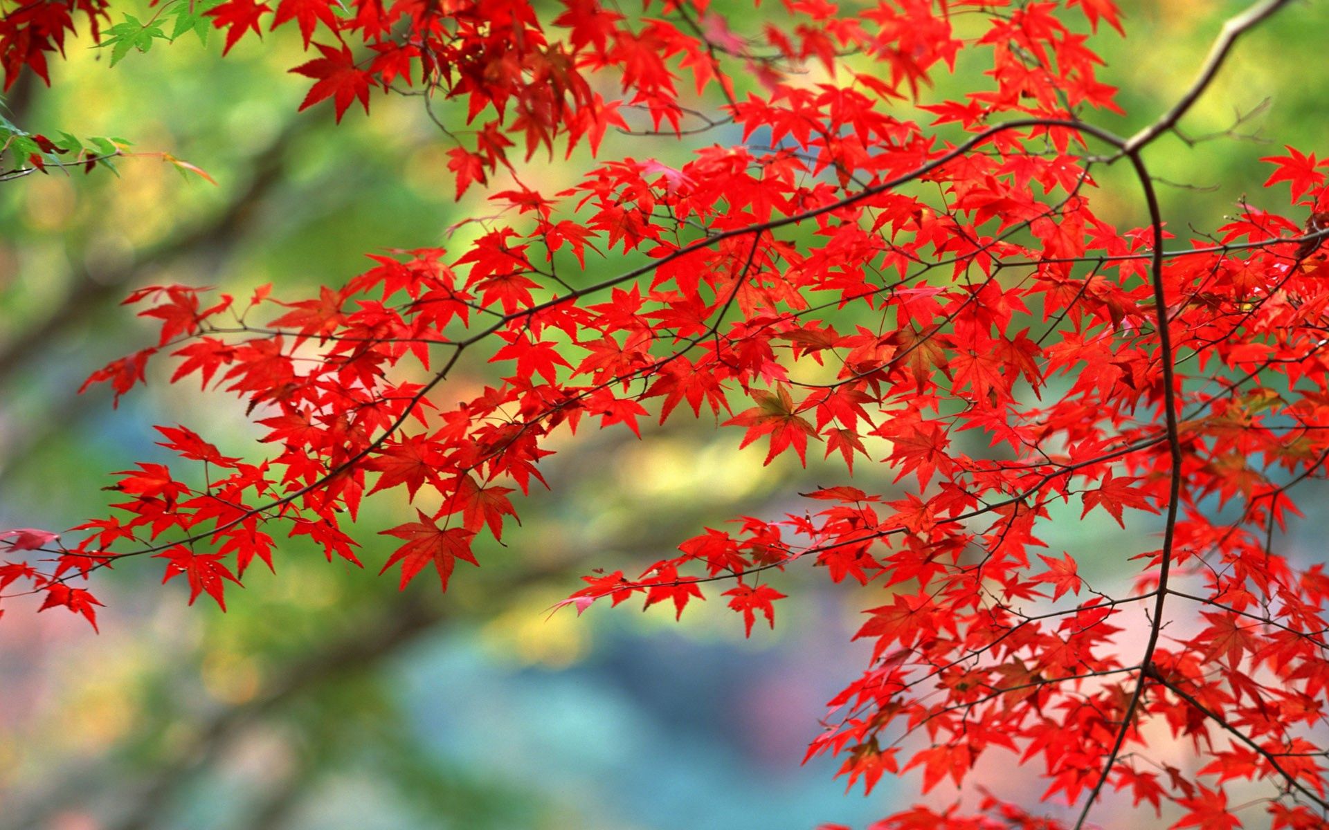 67436 télécharger l'image automne, nature, feuilles, rouge, branches, branche - fonds d'écran et économiseurs d'écran gratuits