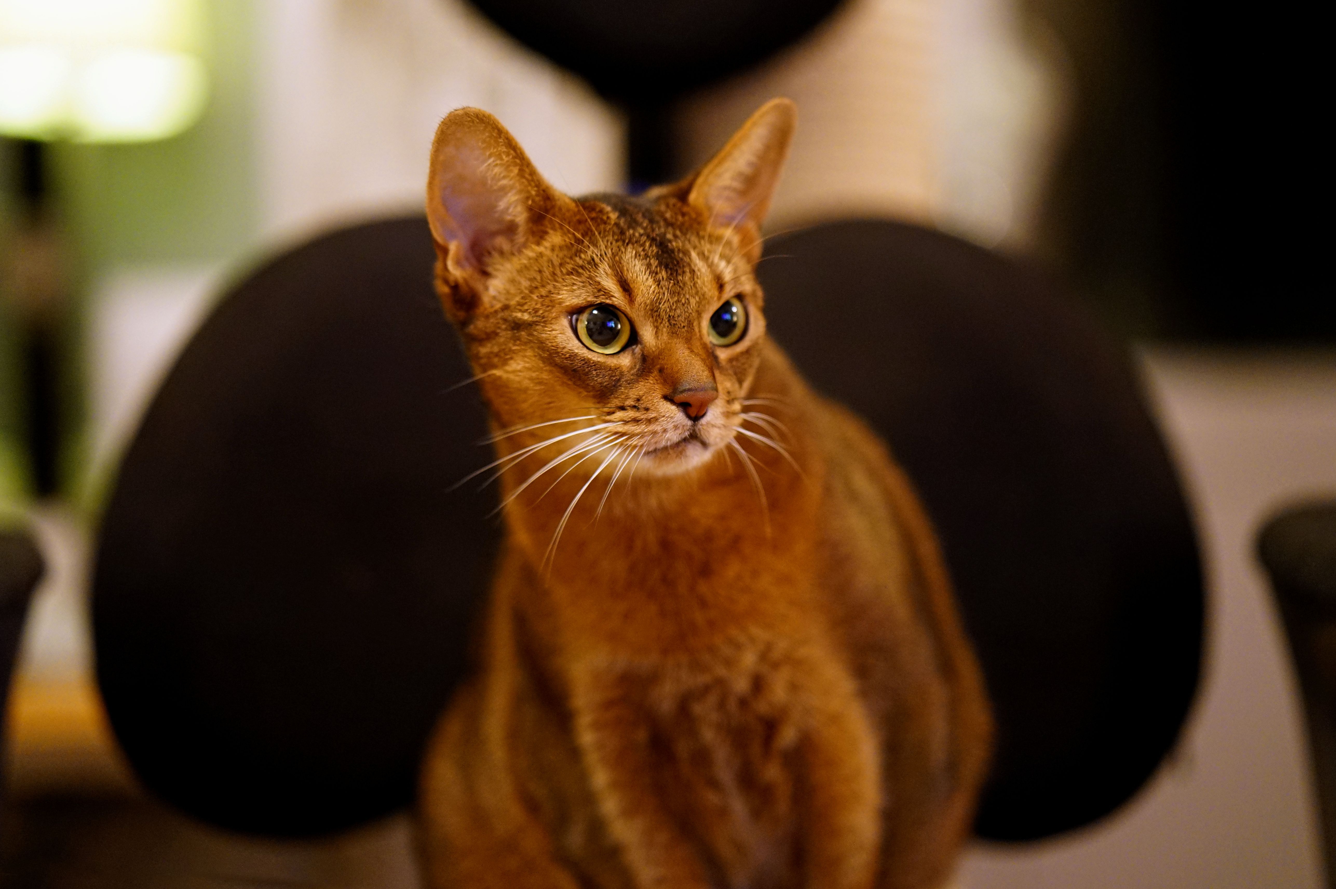 Téléchargez gratuitement l'image Animaux, Chats, Chat sur le bureau de votre PC