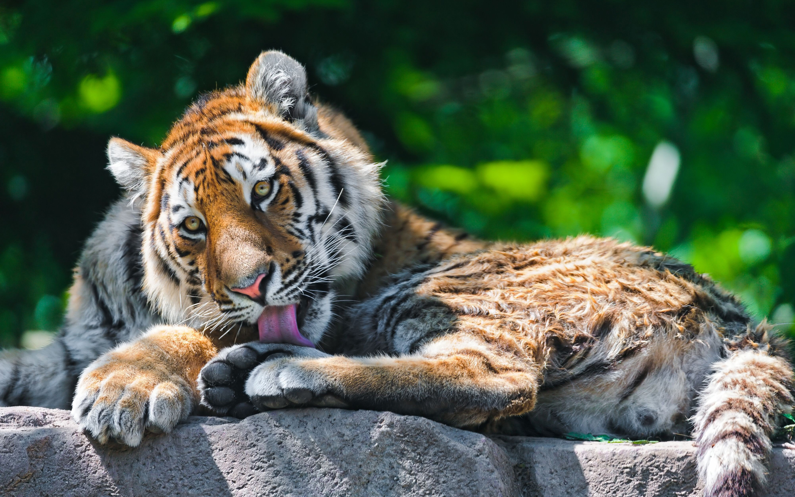 Descarga gratuita de fondo de pantalla para móvil de Animales, Gatos, Tigre.